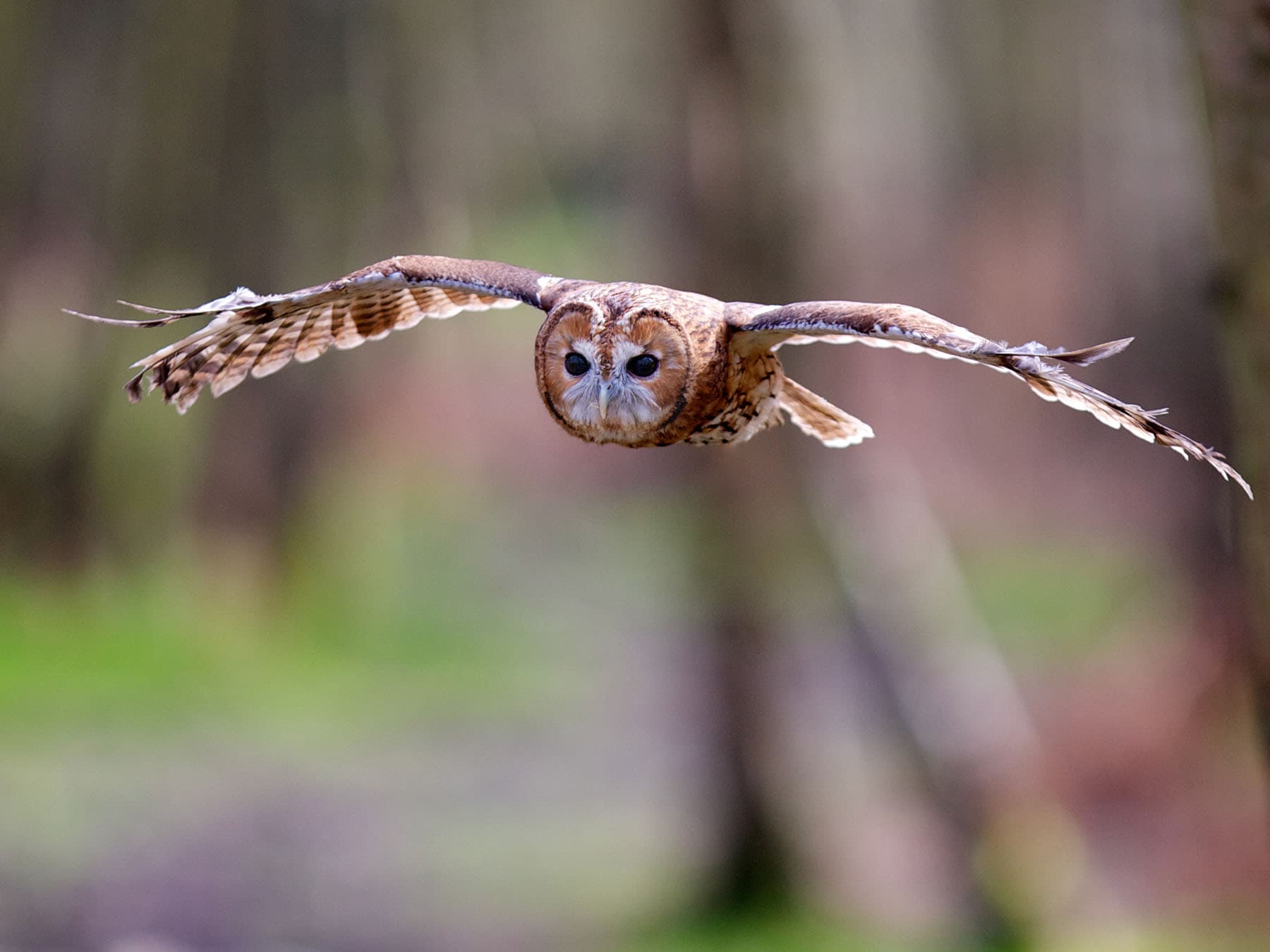 Tawny owl hunting prey
