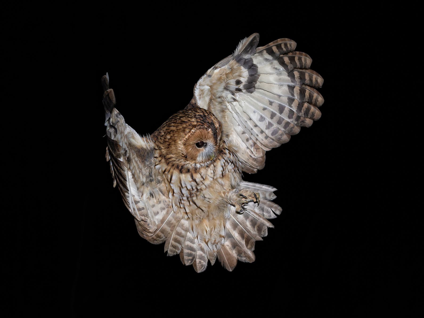 Tawny owl hunting