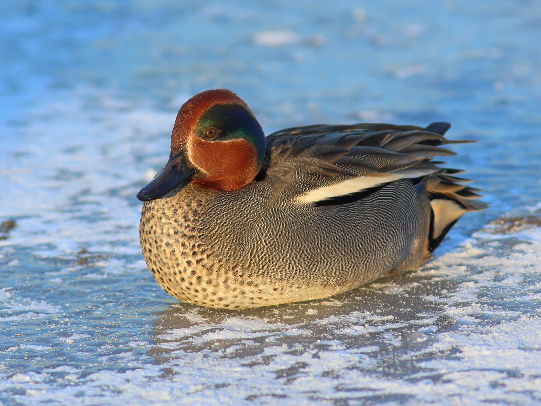 Teal duck in winter