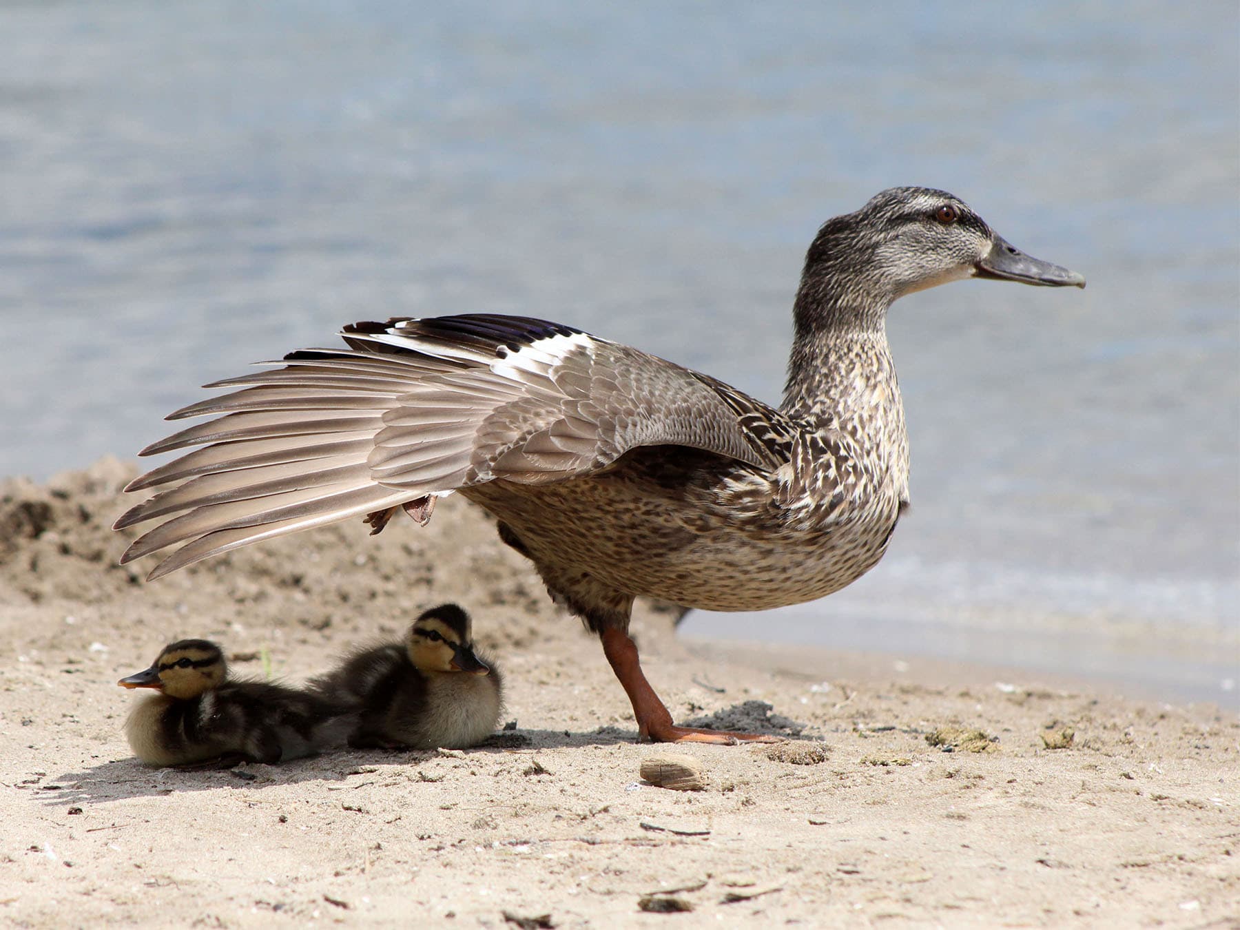 Temperature Regulation in Birds