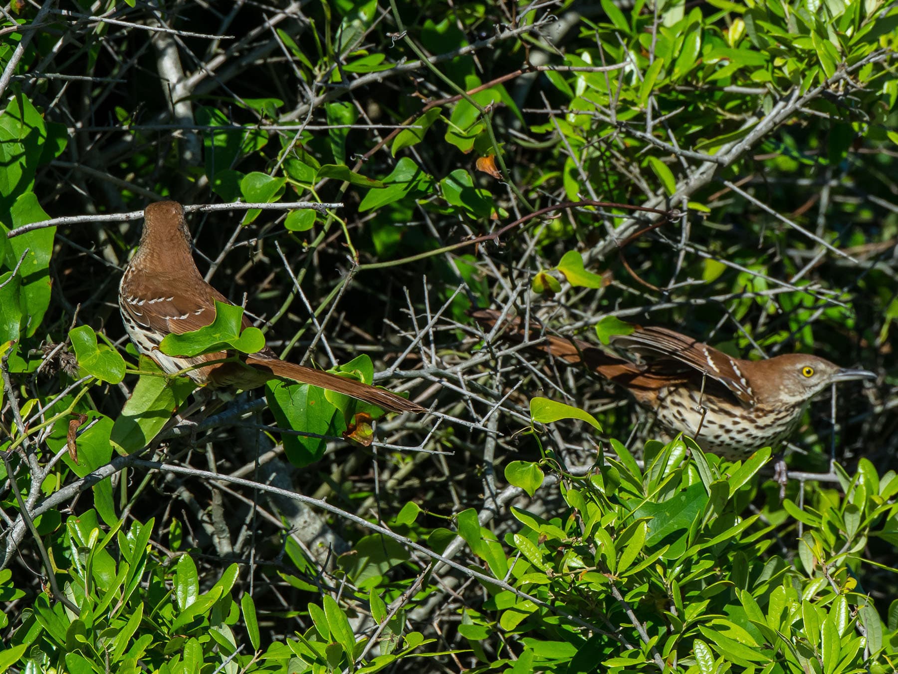 Thrashers building nest