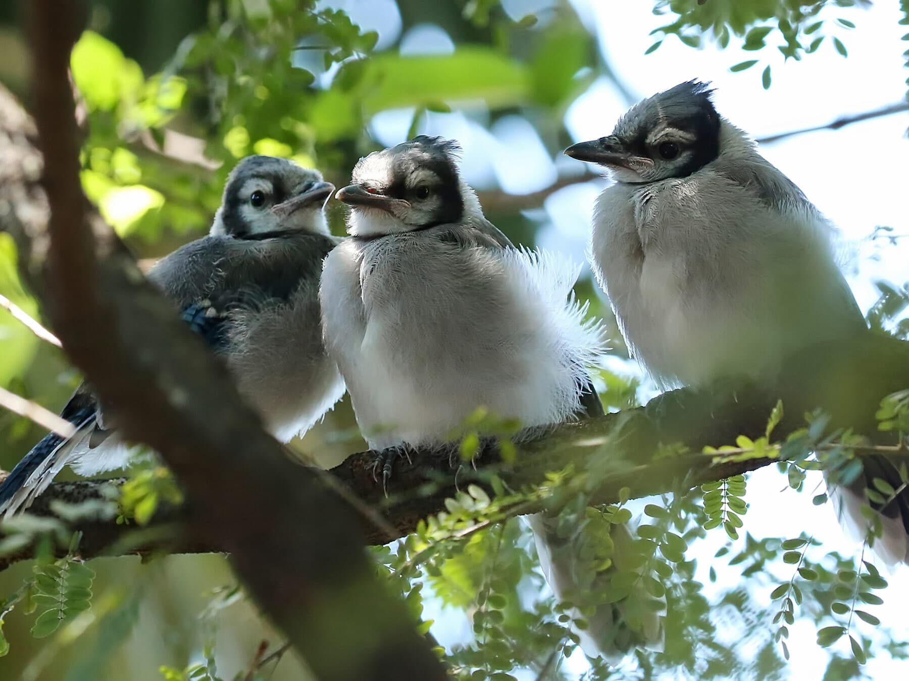 Three blue jay fledglings