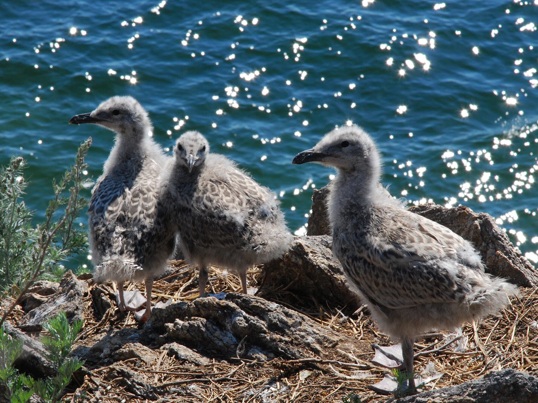 Three seagull chicks
