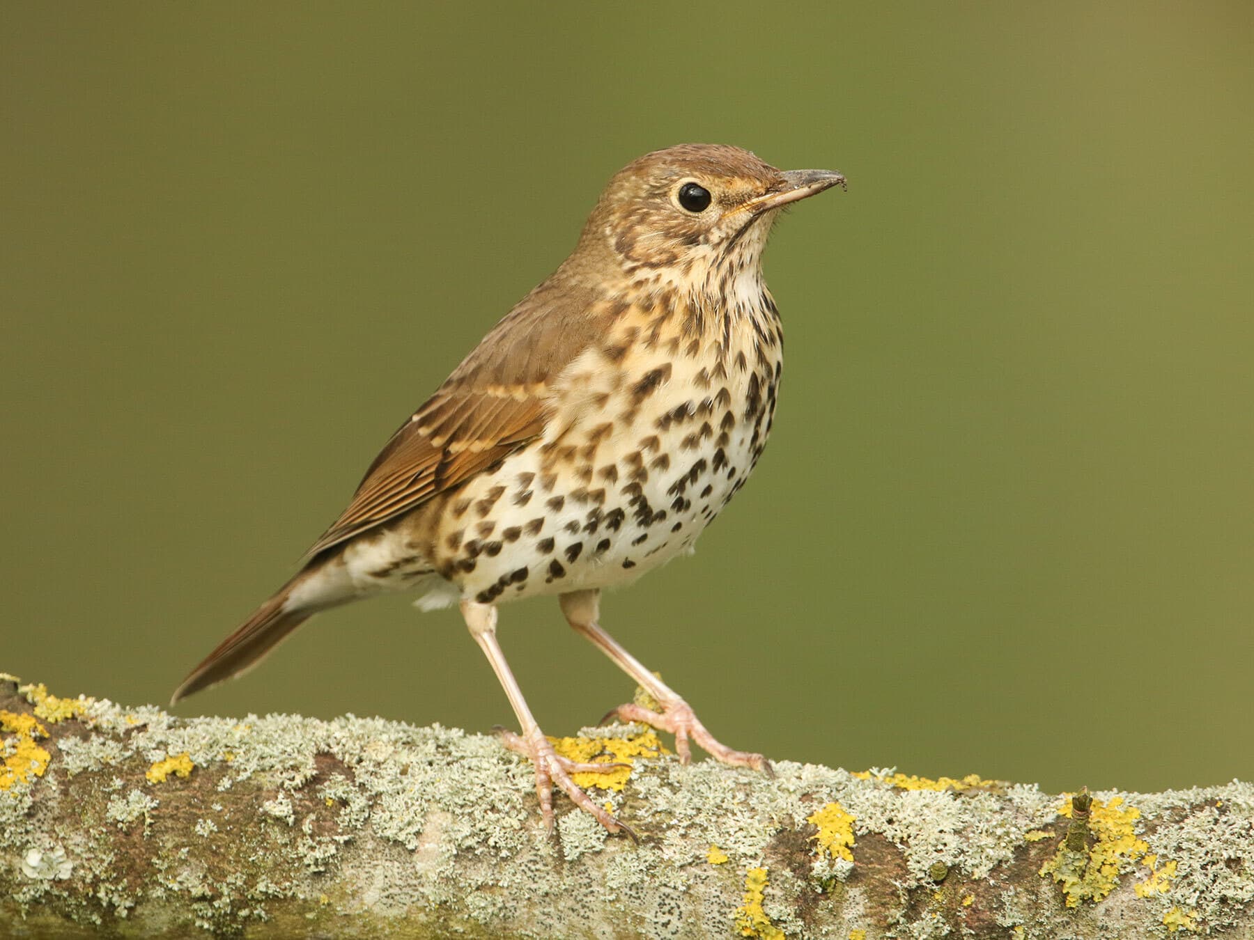 Thrushes In The UK (Complete Guide with Pictures)