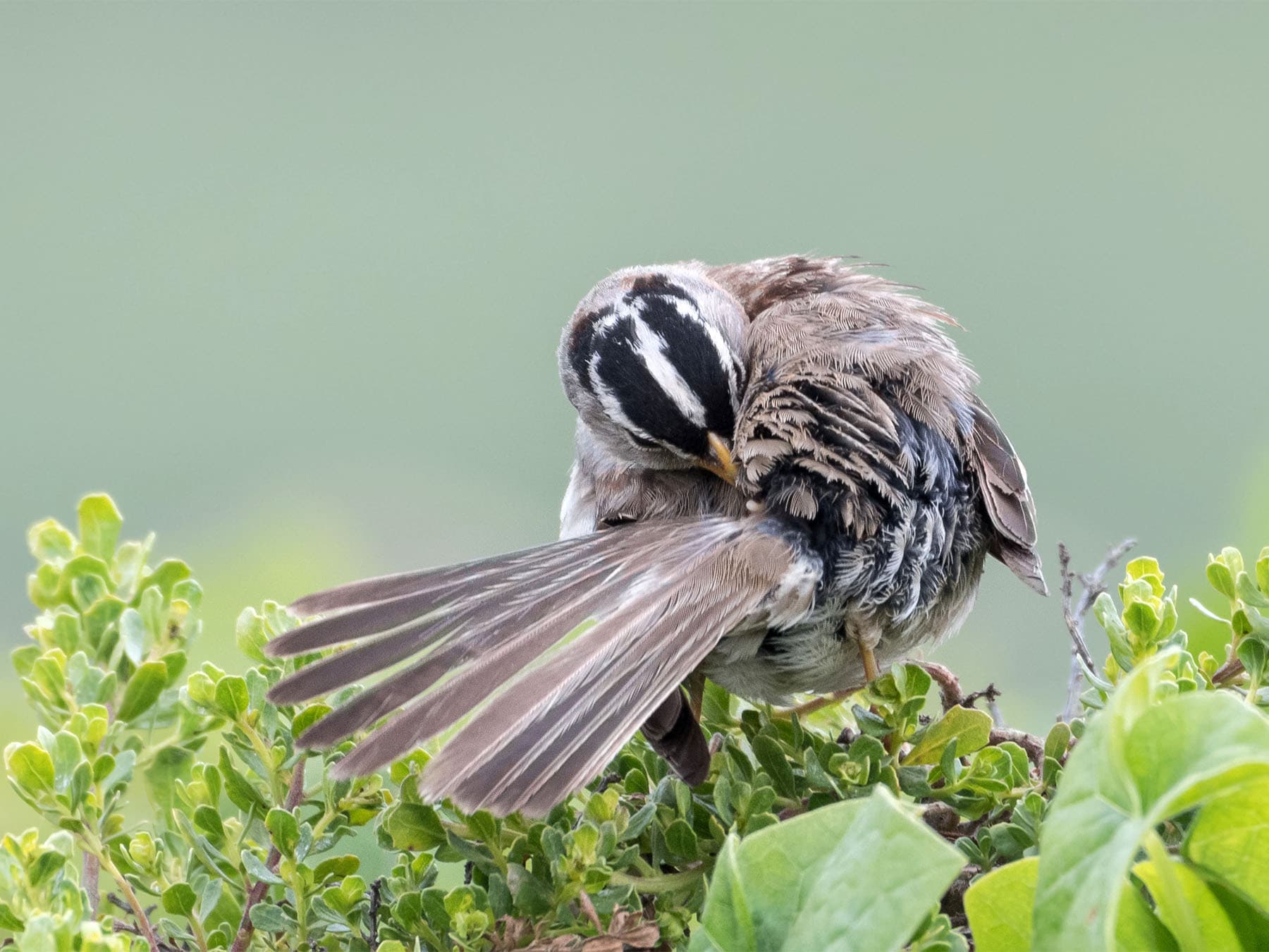 Tools and Adaptations
