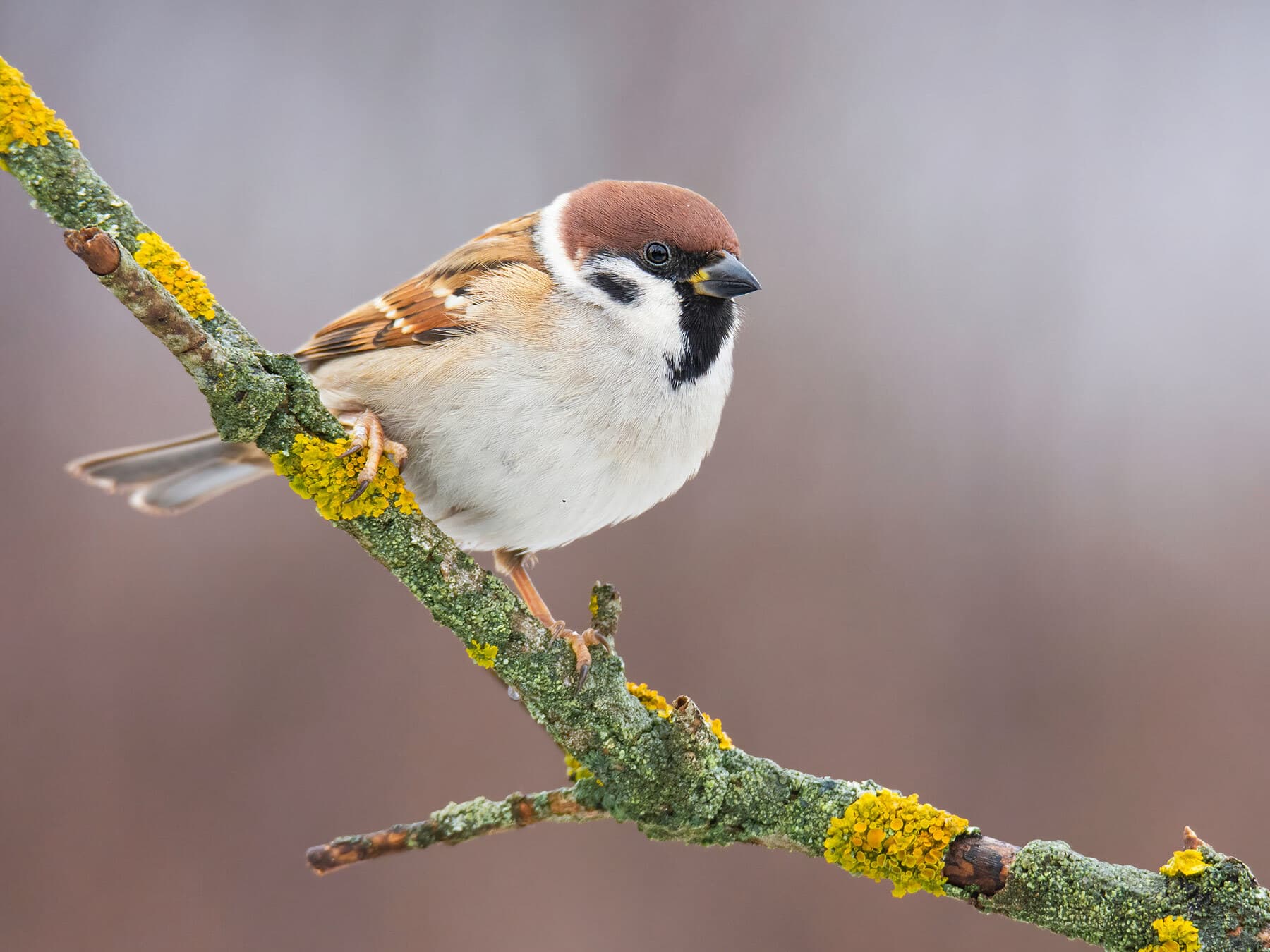 Tree sparrow