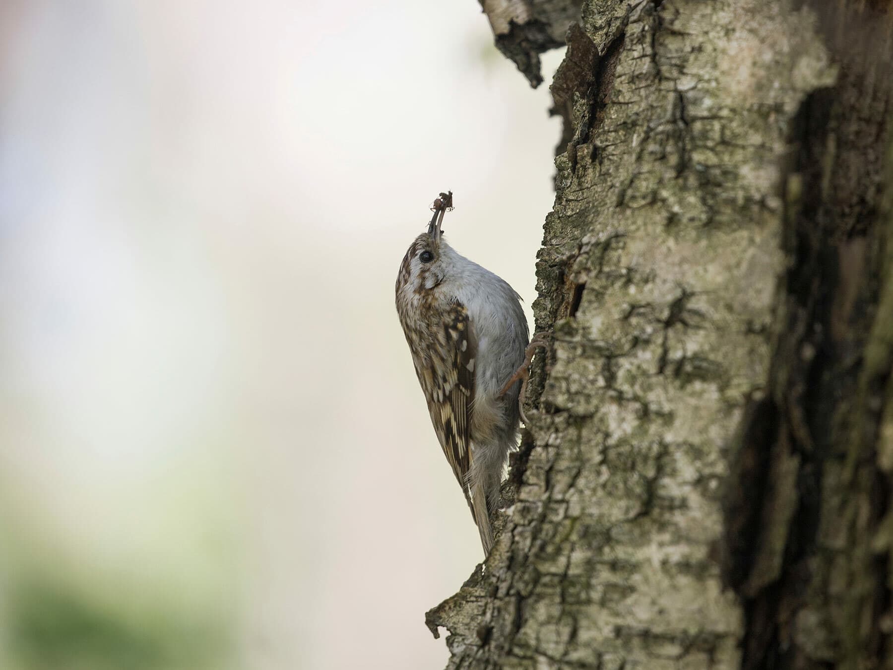 Treecreepers