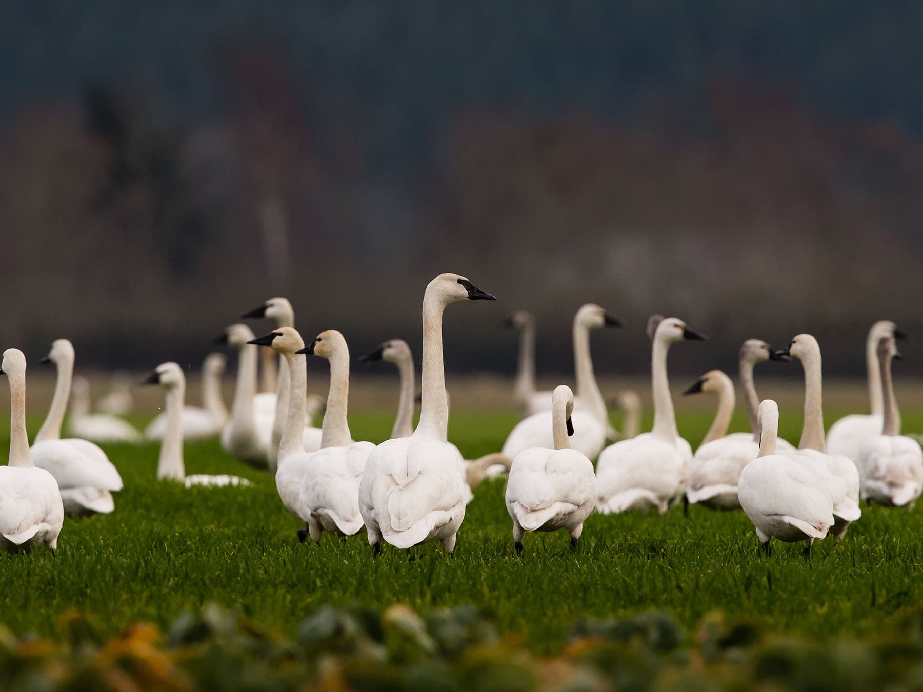 Trumpeter swan flock 1