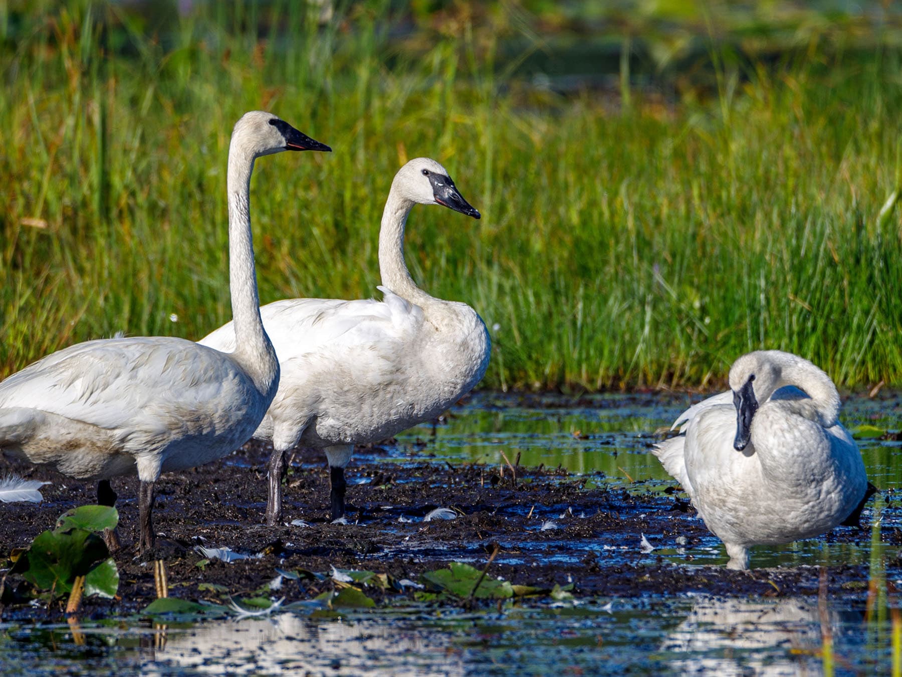 Trumpeter swan flock