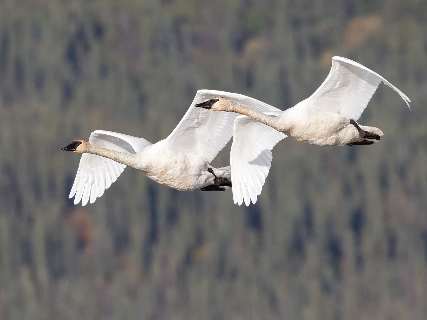 Trumpeter swan pair
