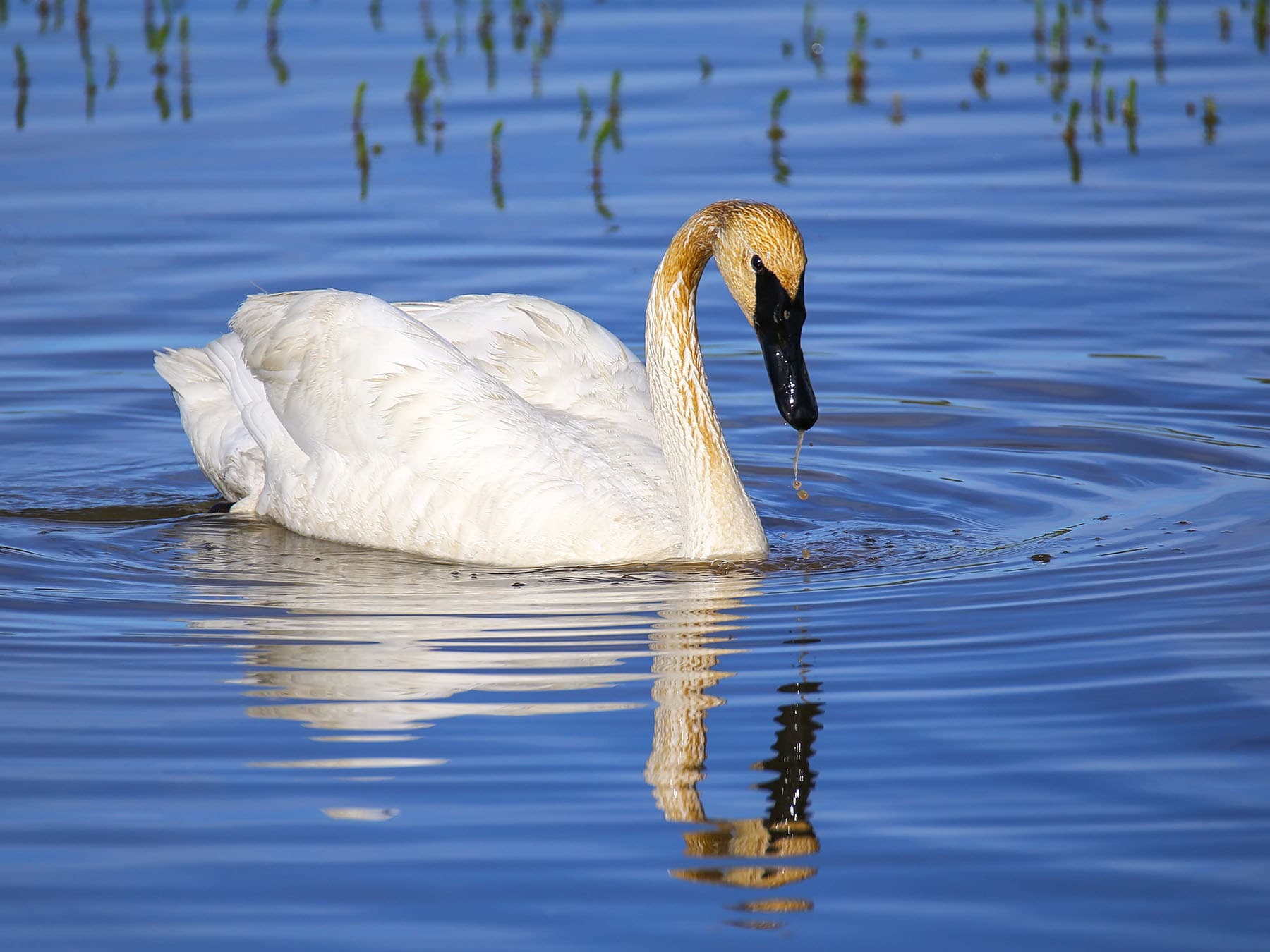 Trumpeter swan yellowstone national park