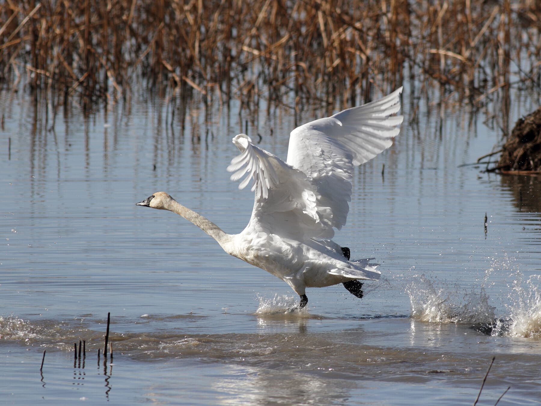 Trumpeter swans preparing to take off