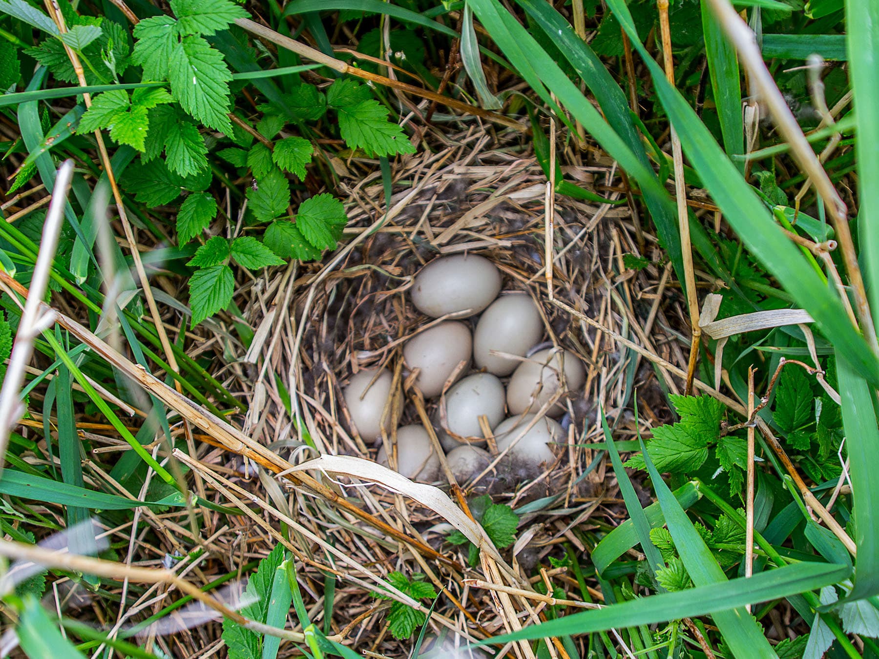 Tufted duck nest with eggs