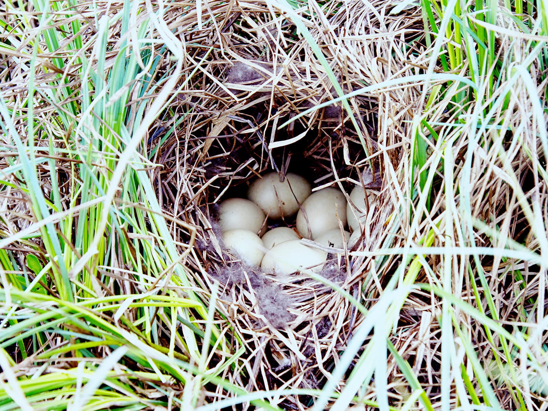 Tufted duck nest