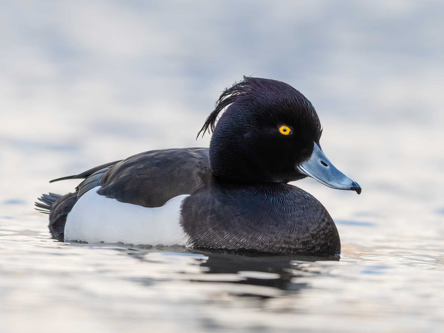 Tufted Duck