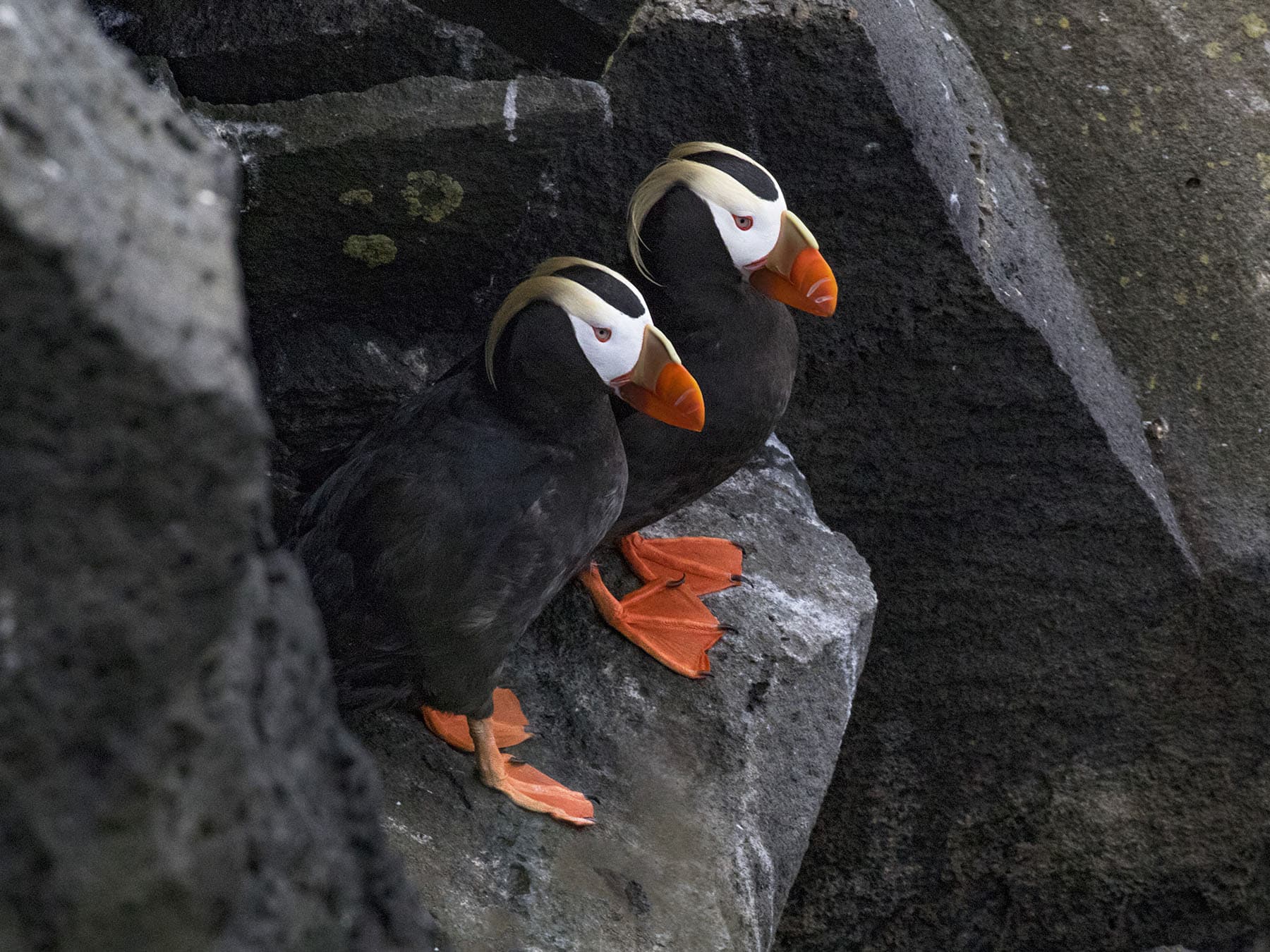 Tufted puffin pair