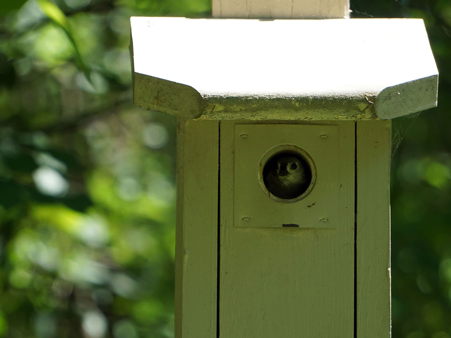 Tufted Titmouse Nesting: Nests, Eggs, Young and Boxes