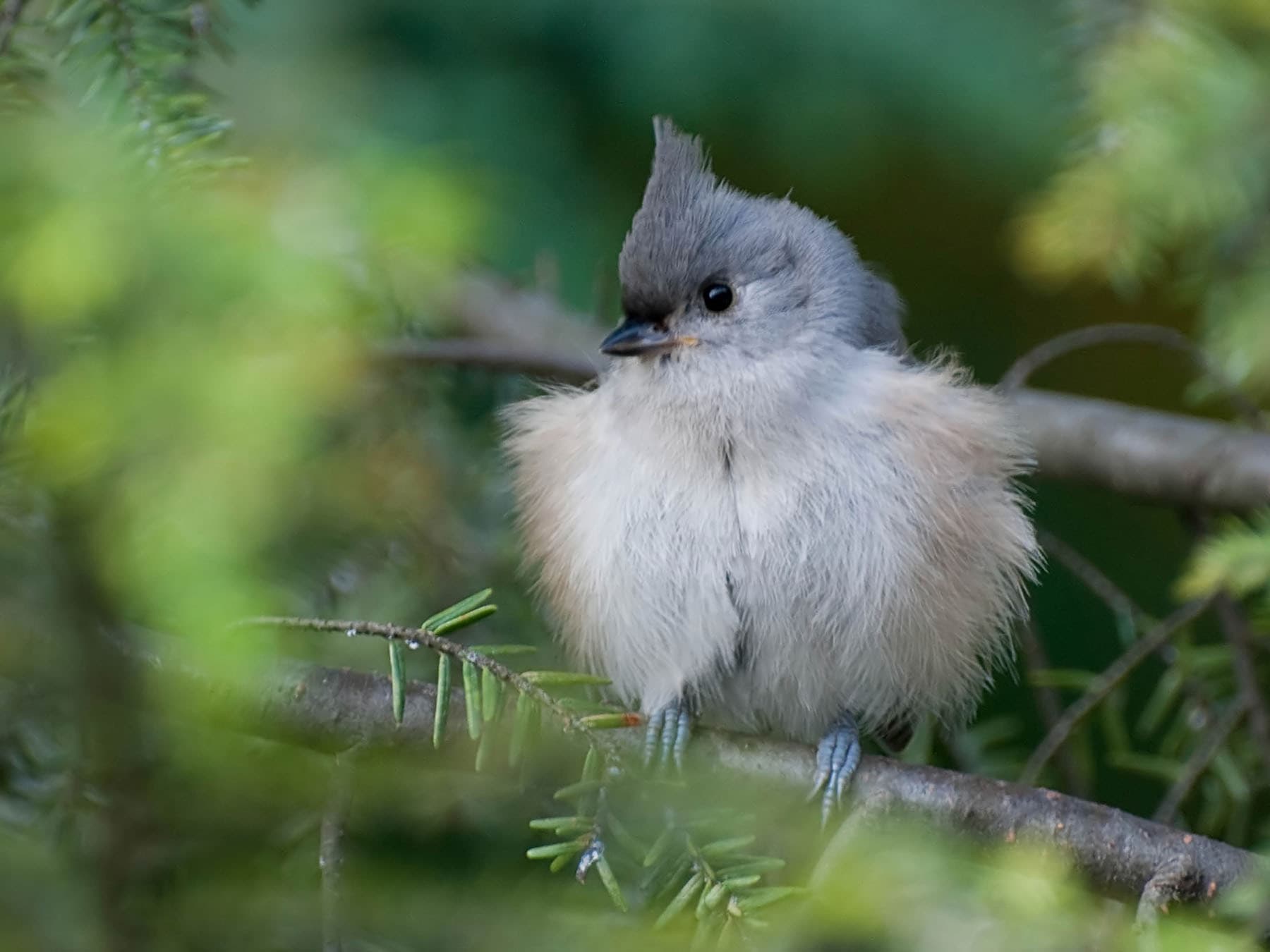 A fluffy young Tufted Titmouse out of the nest, with a dusky forehead