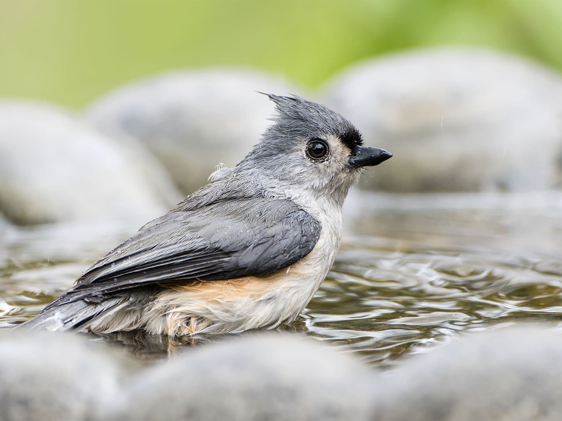 Tufted titmouse in bird bath