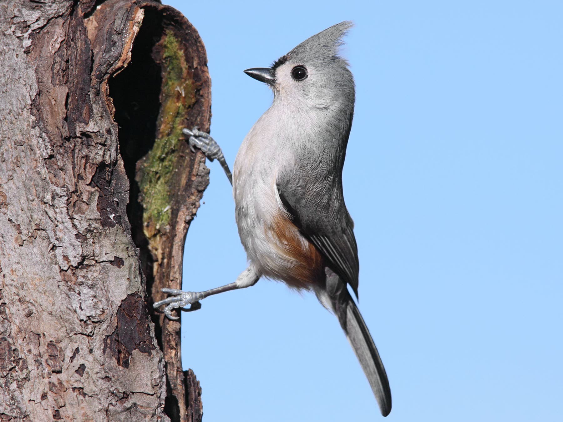 A Tufted Titmouse clinging to a tree trunk beside a hollow