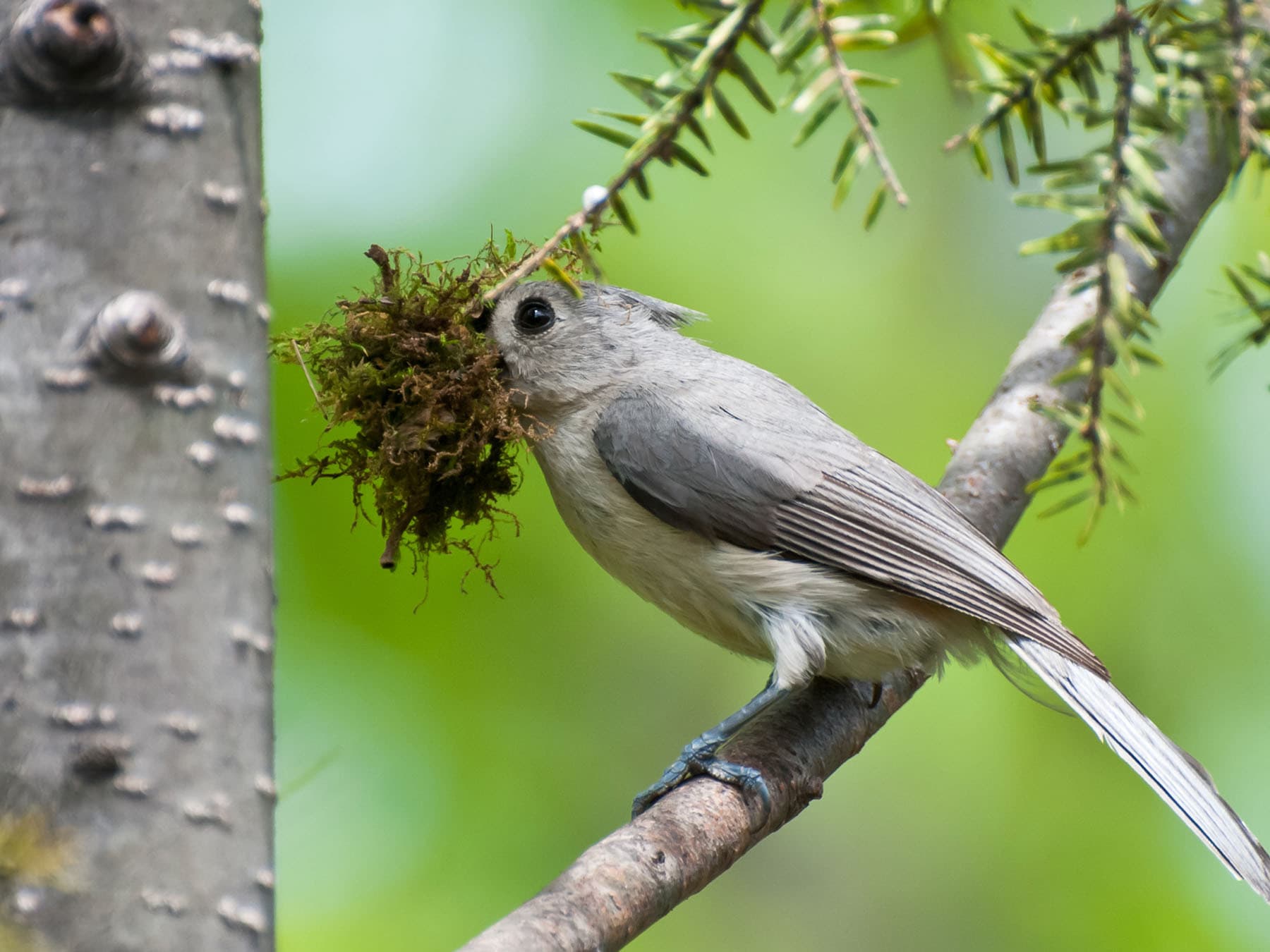 A Tufted Titmouse carrying a large beakful of moss for its nest