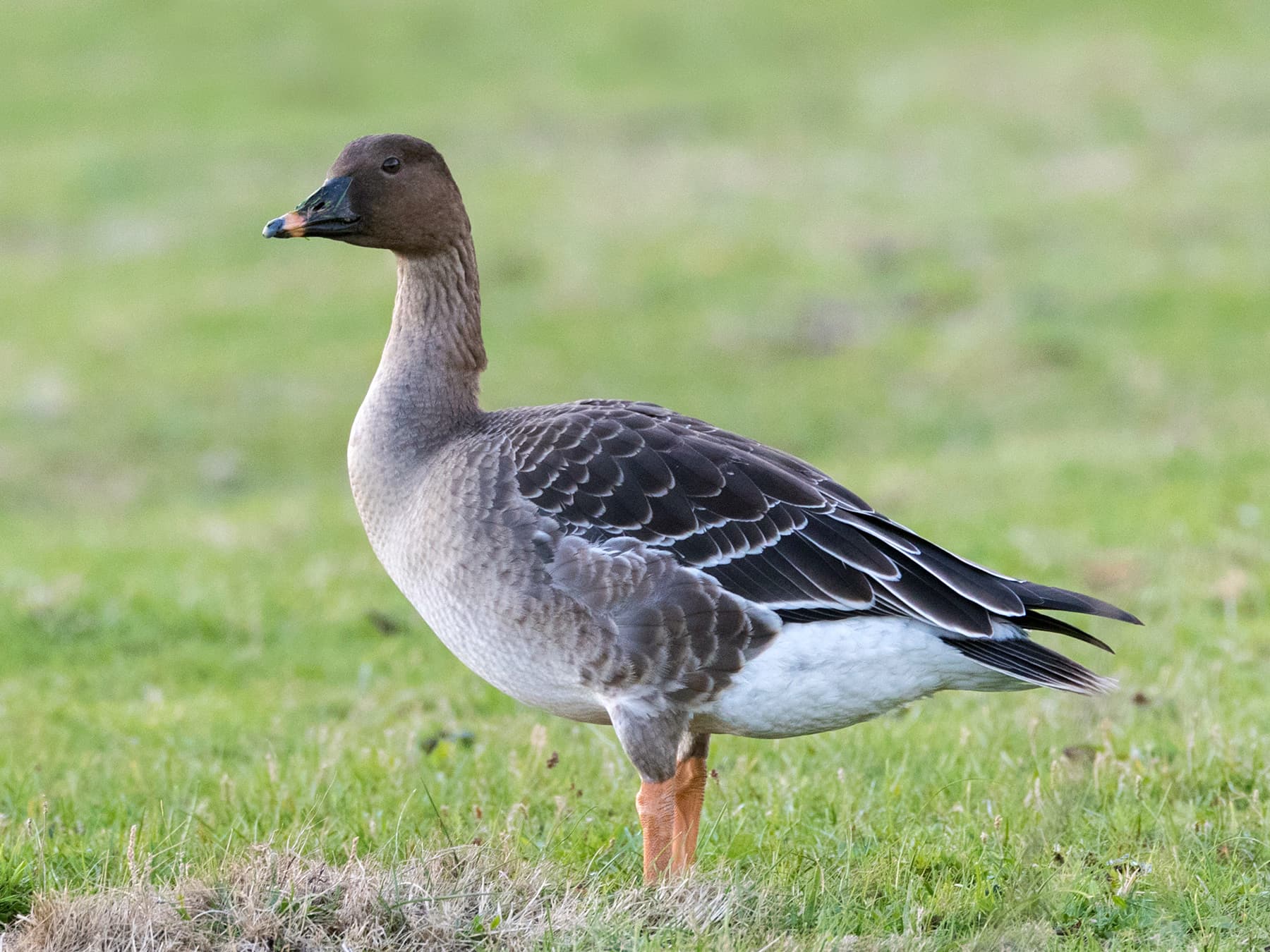 Tundra Bean Goose