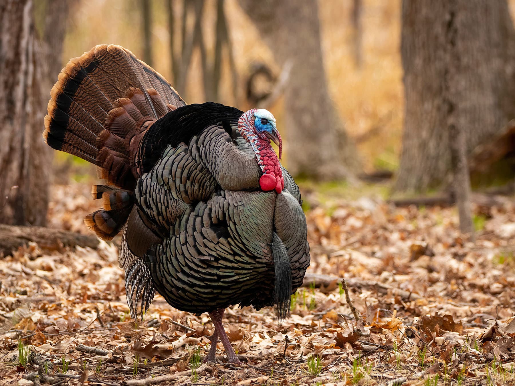 Turkey in woodland