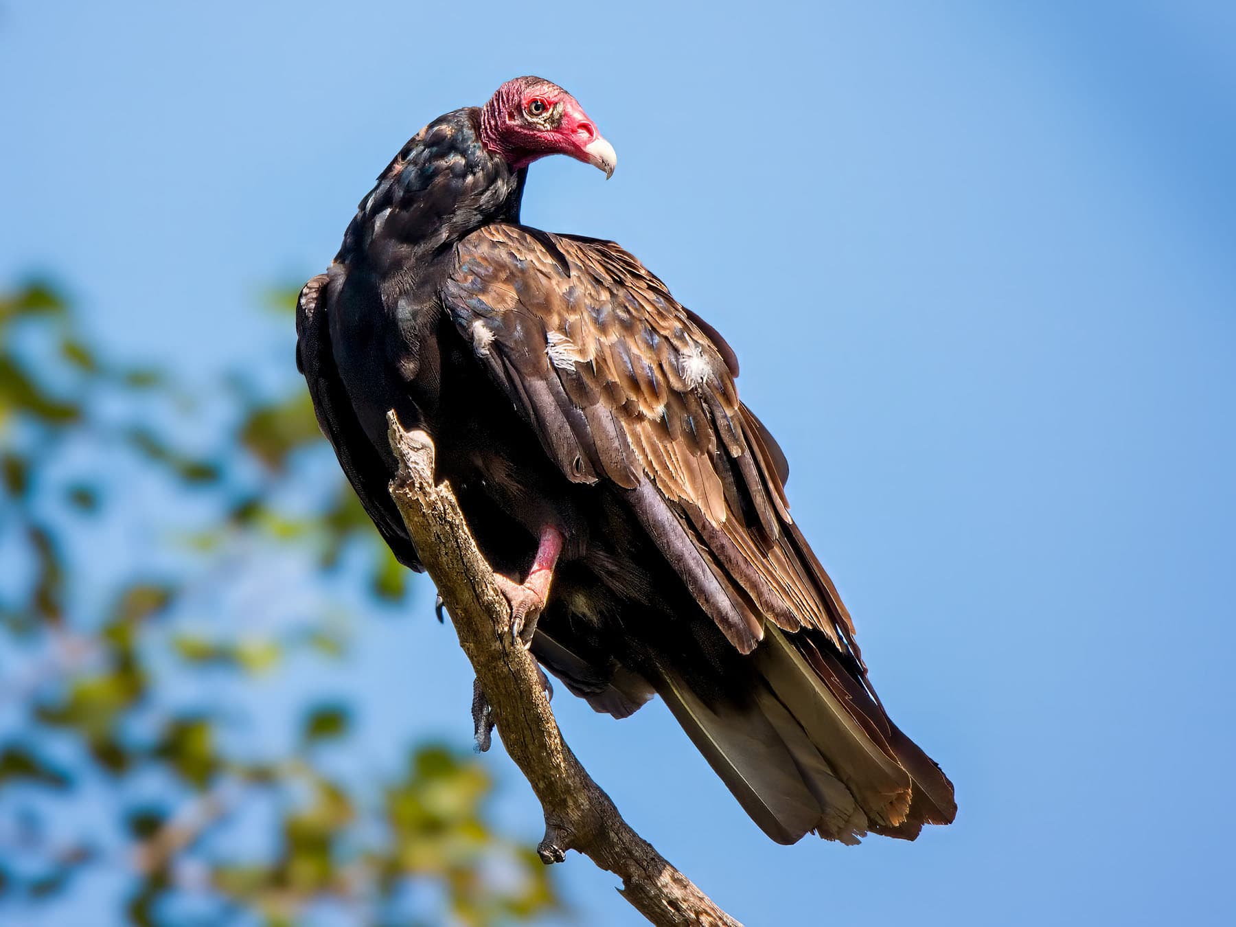Turkey Vulture perched in a tree