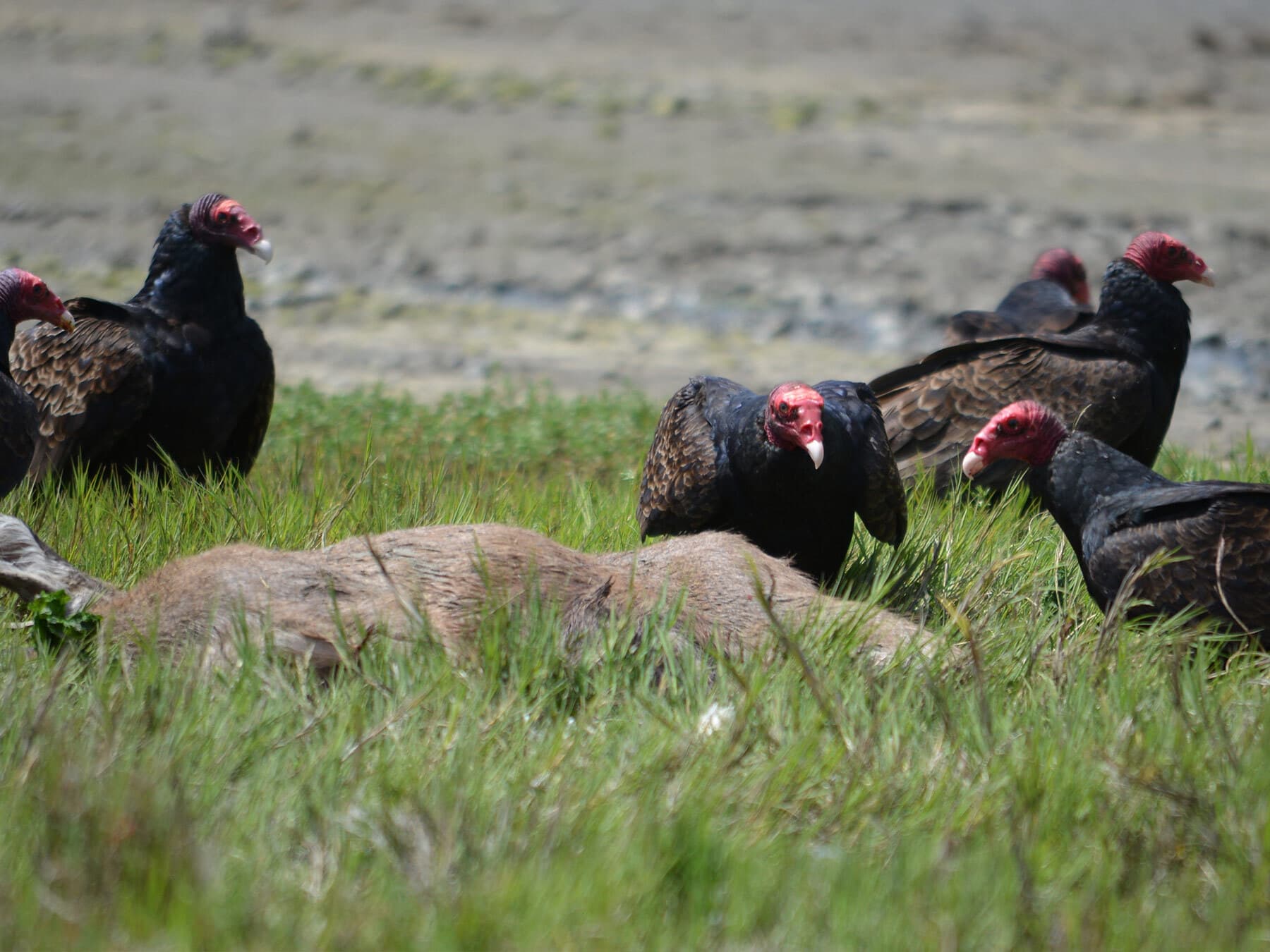 Turkey vultures foraging