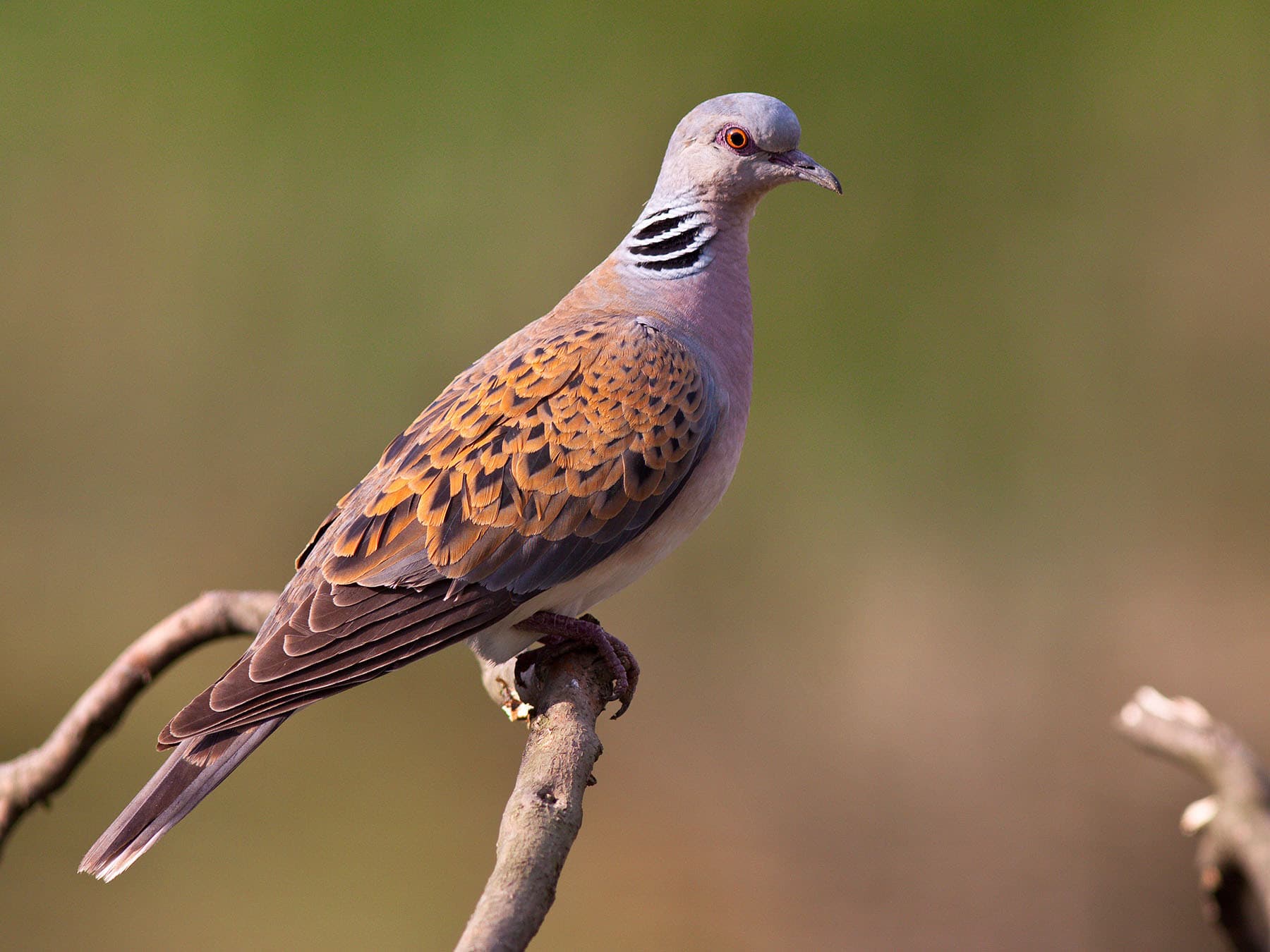 A Turtle Dove: mottled chestnut and black above, with a black and white patch on the side of the neck