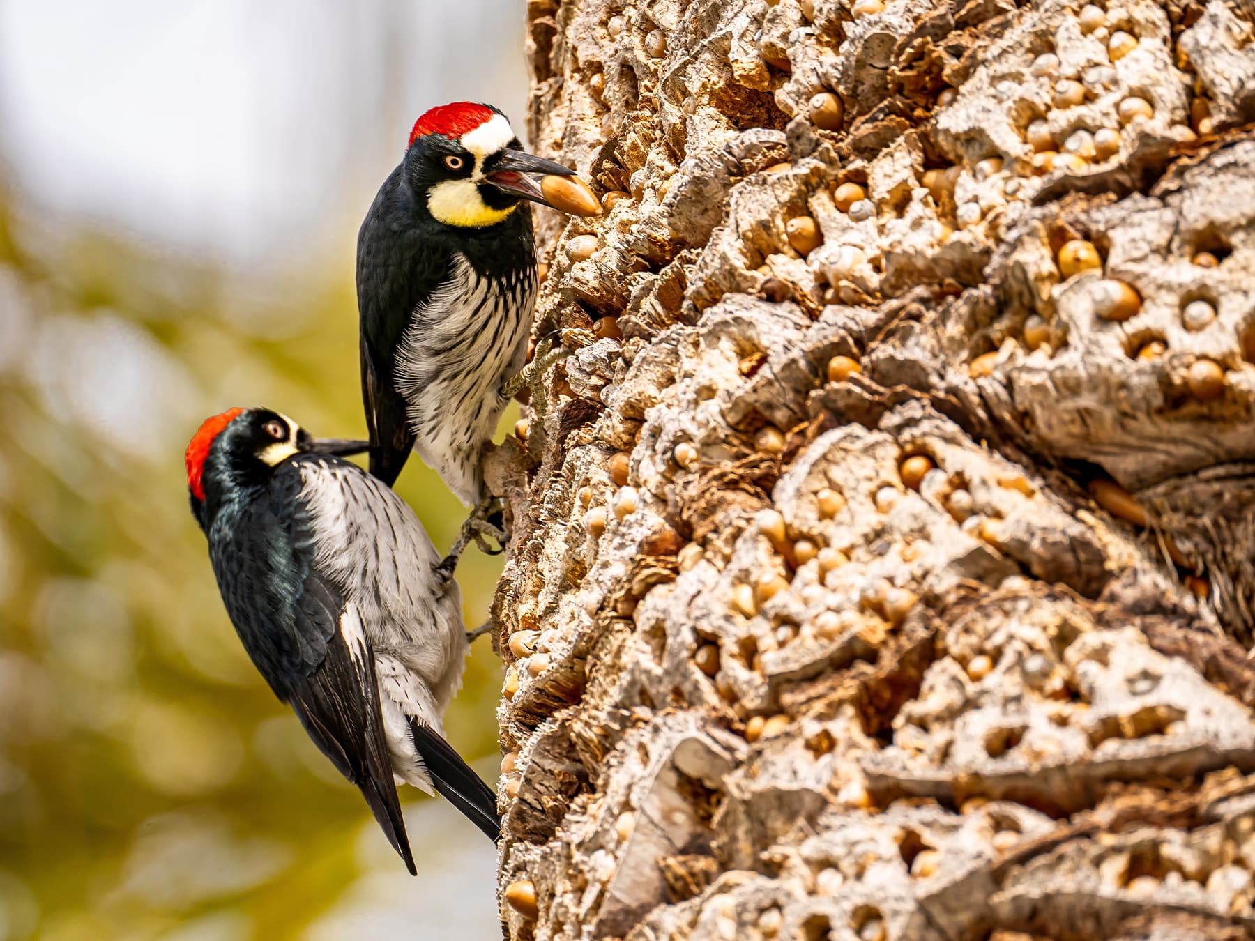 Two Acorn Woodpeckers storing emergency food supply