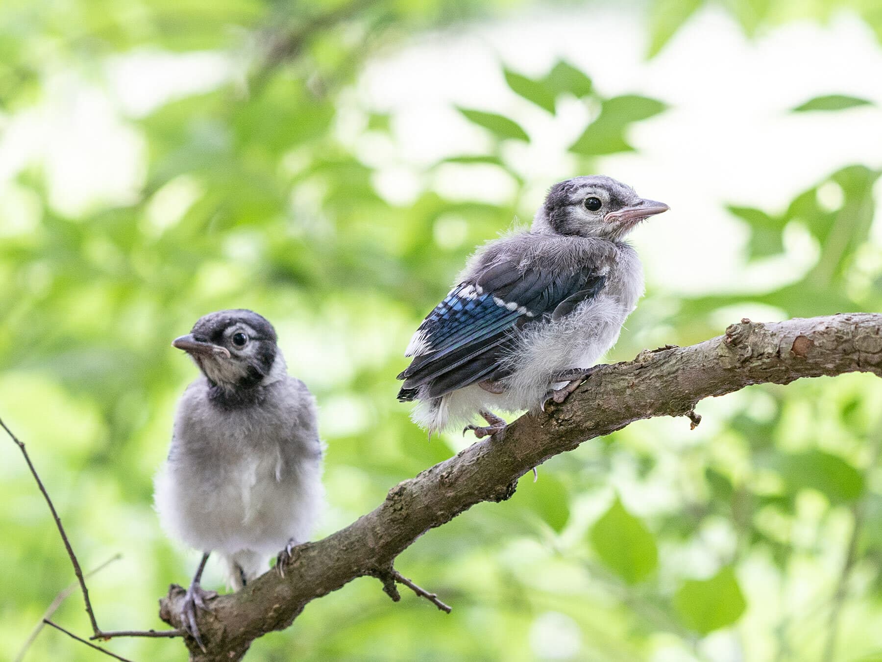 Two blue jay fledglings