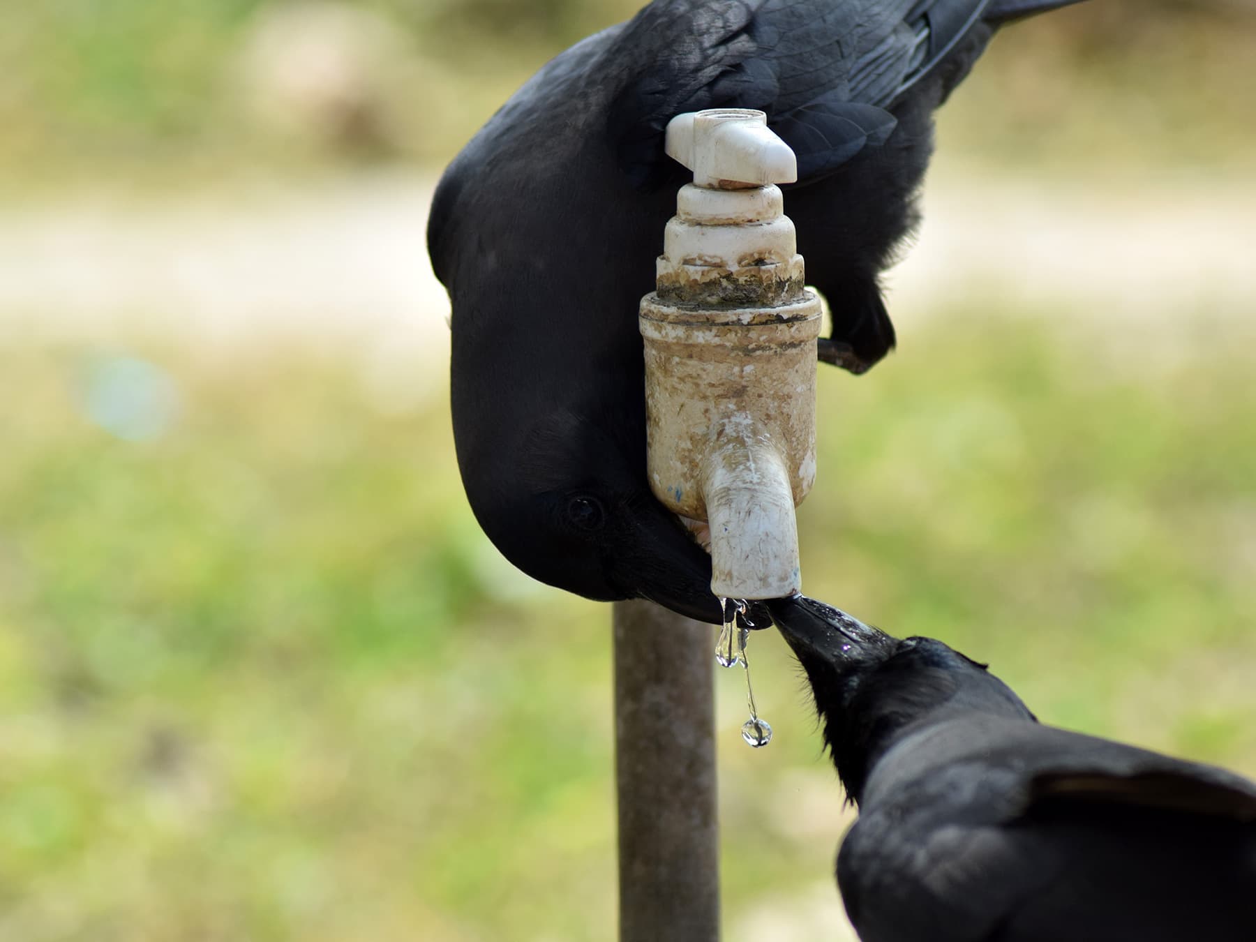Two crows drinking from leaking tap