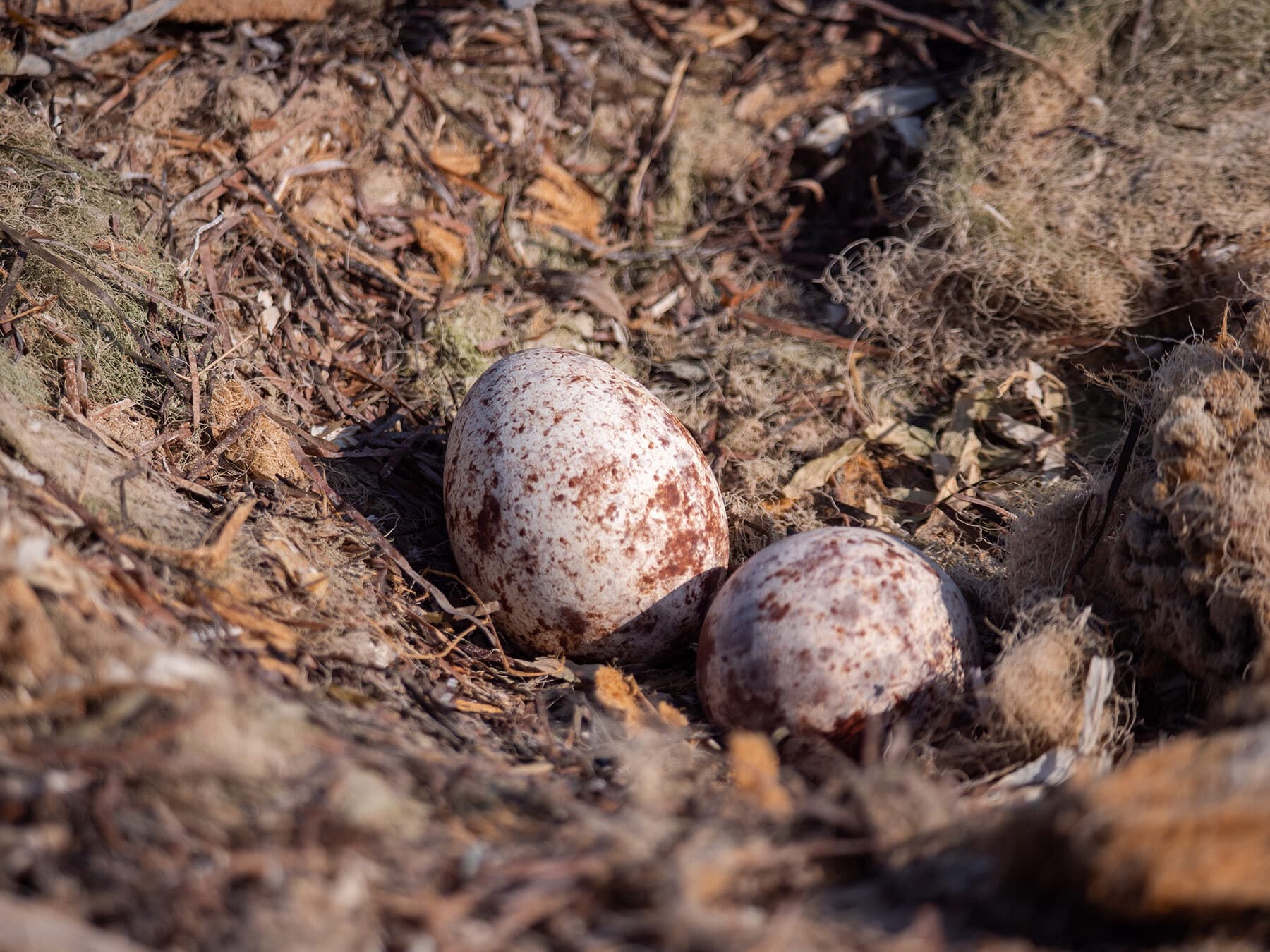 Two osprey eggs