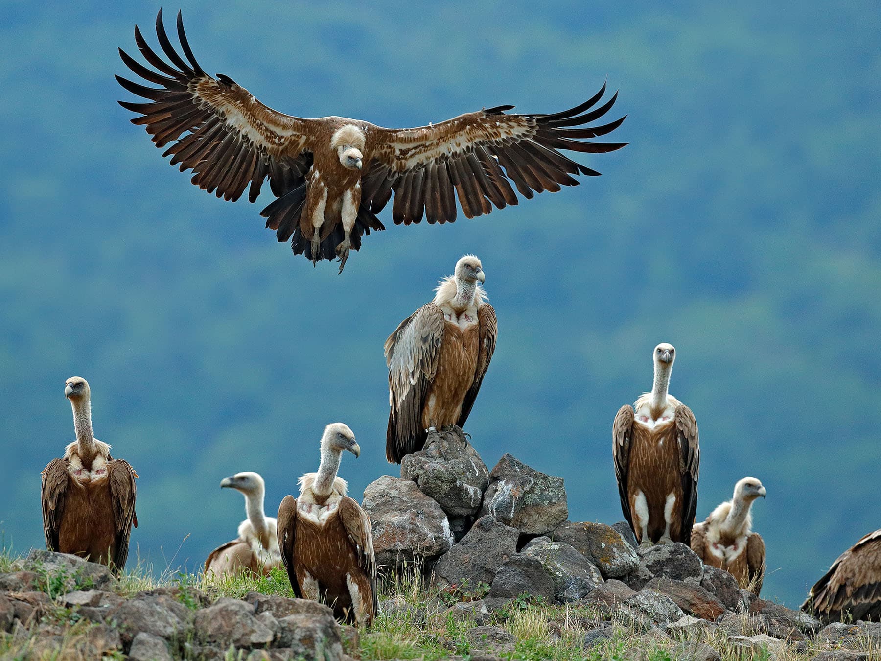 Types of Bird Habitats