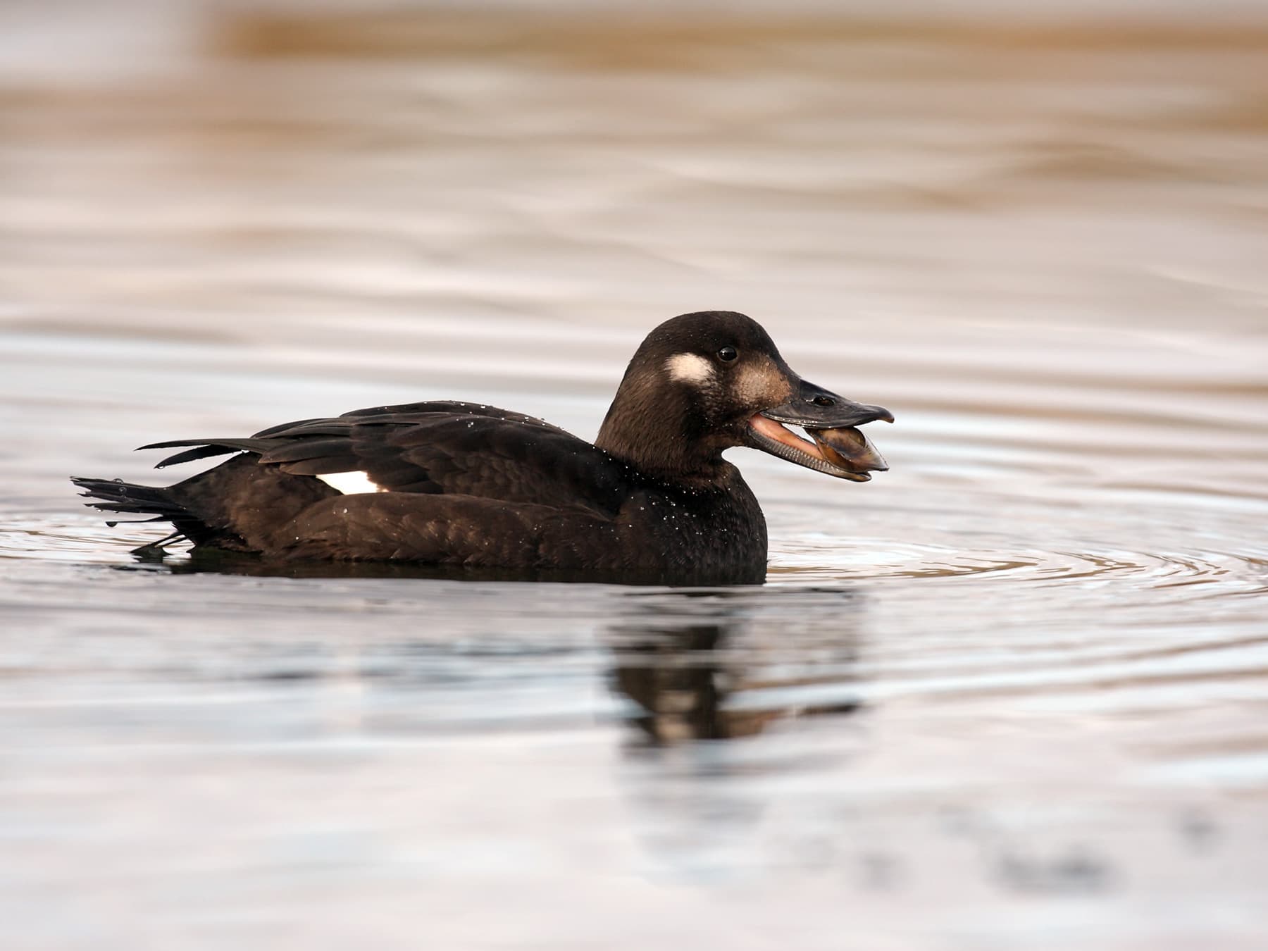 Velvet scoter feeding on freshwater mussel