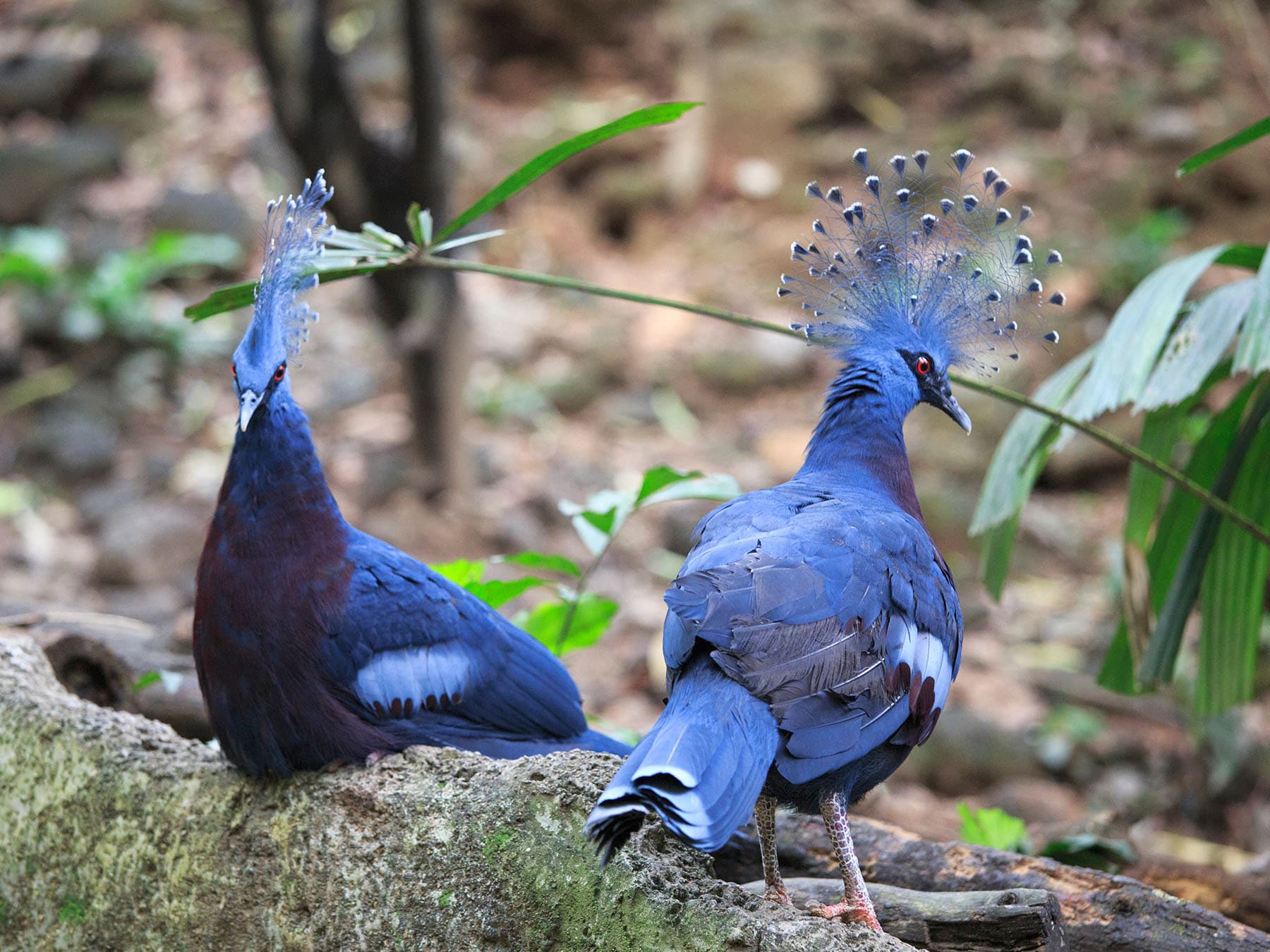 Victoria crowned pigeons