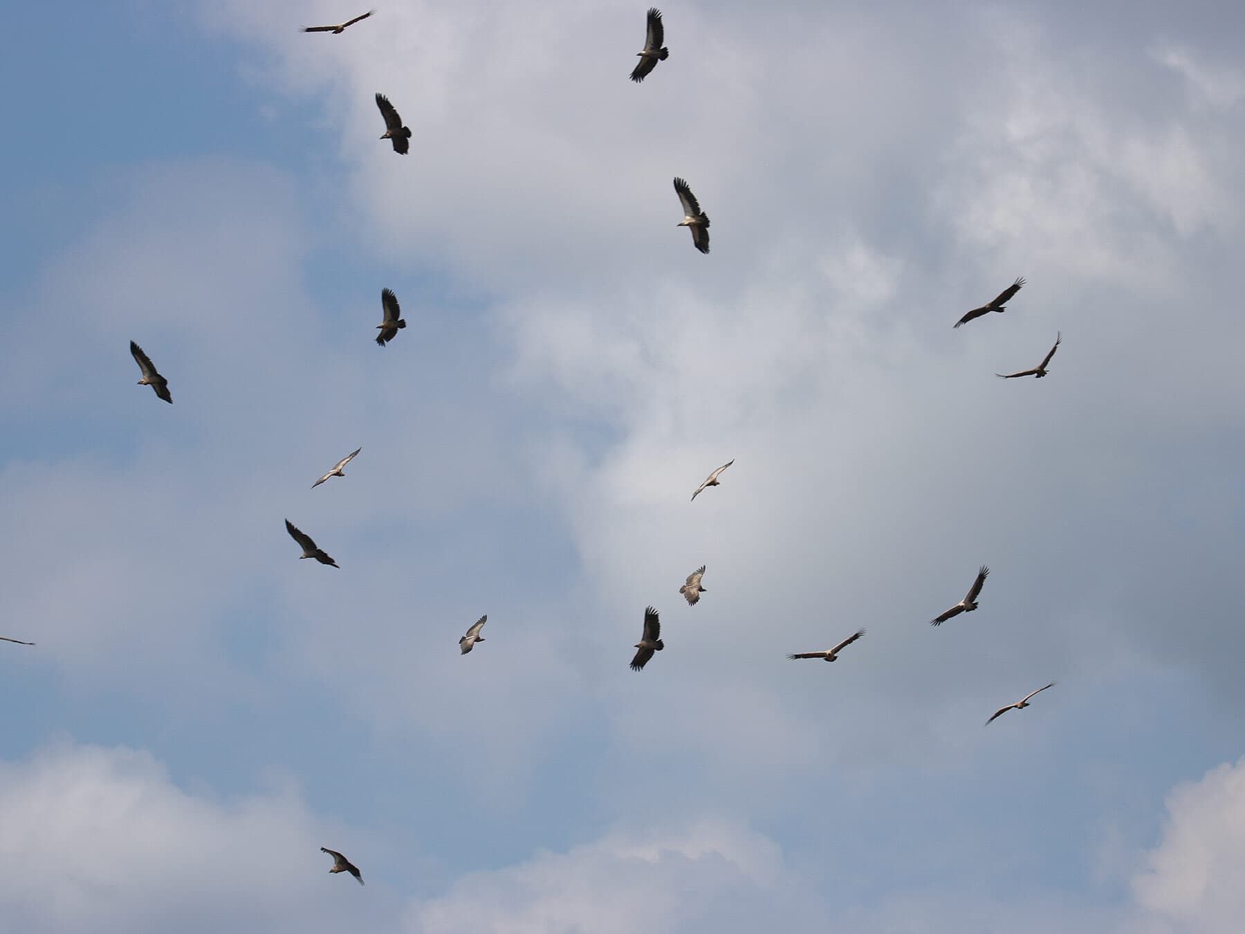 Vultures circling