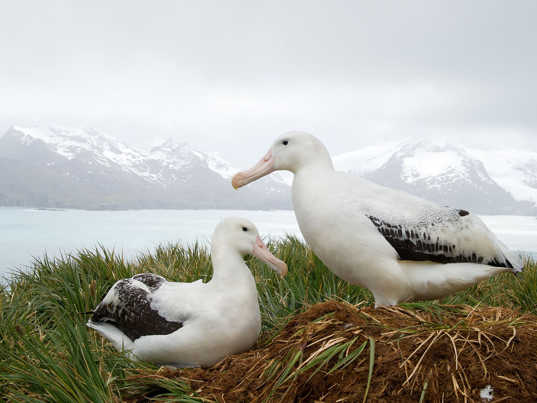 Pair of Wandering Albatrosses