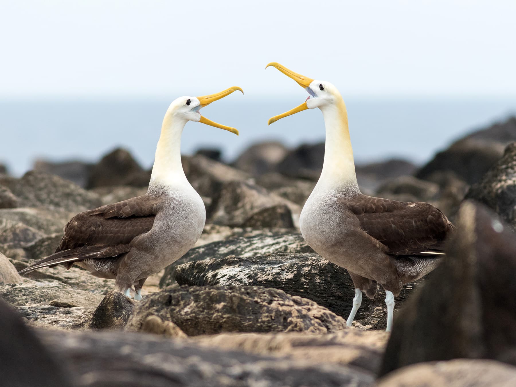 Waved albatrosses performing mating ritual