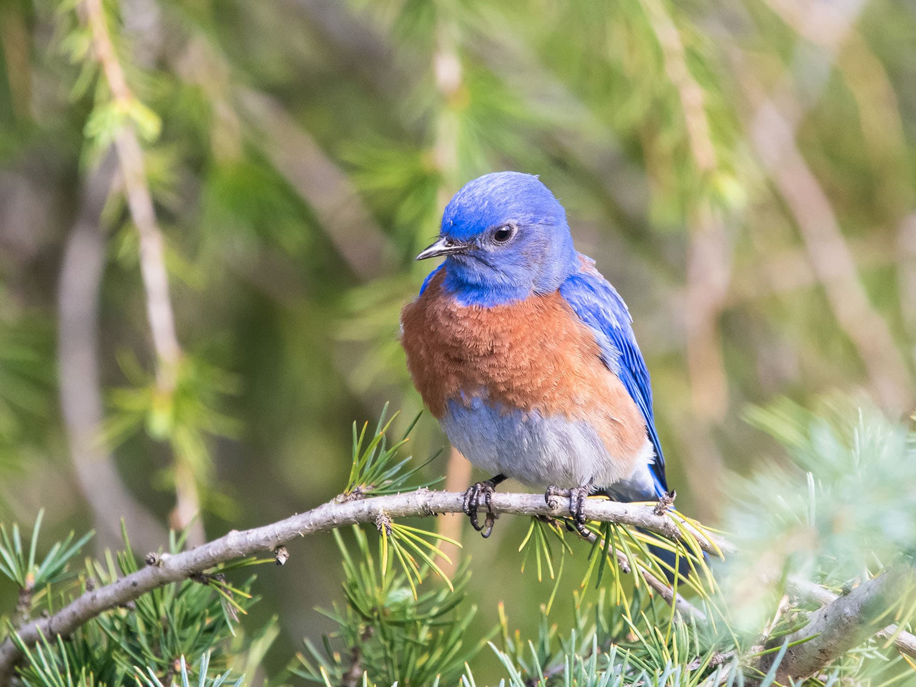 A male Western Bluebird: blue throat and a rust-orange breast