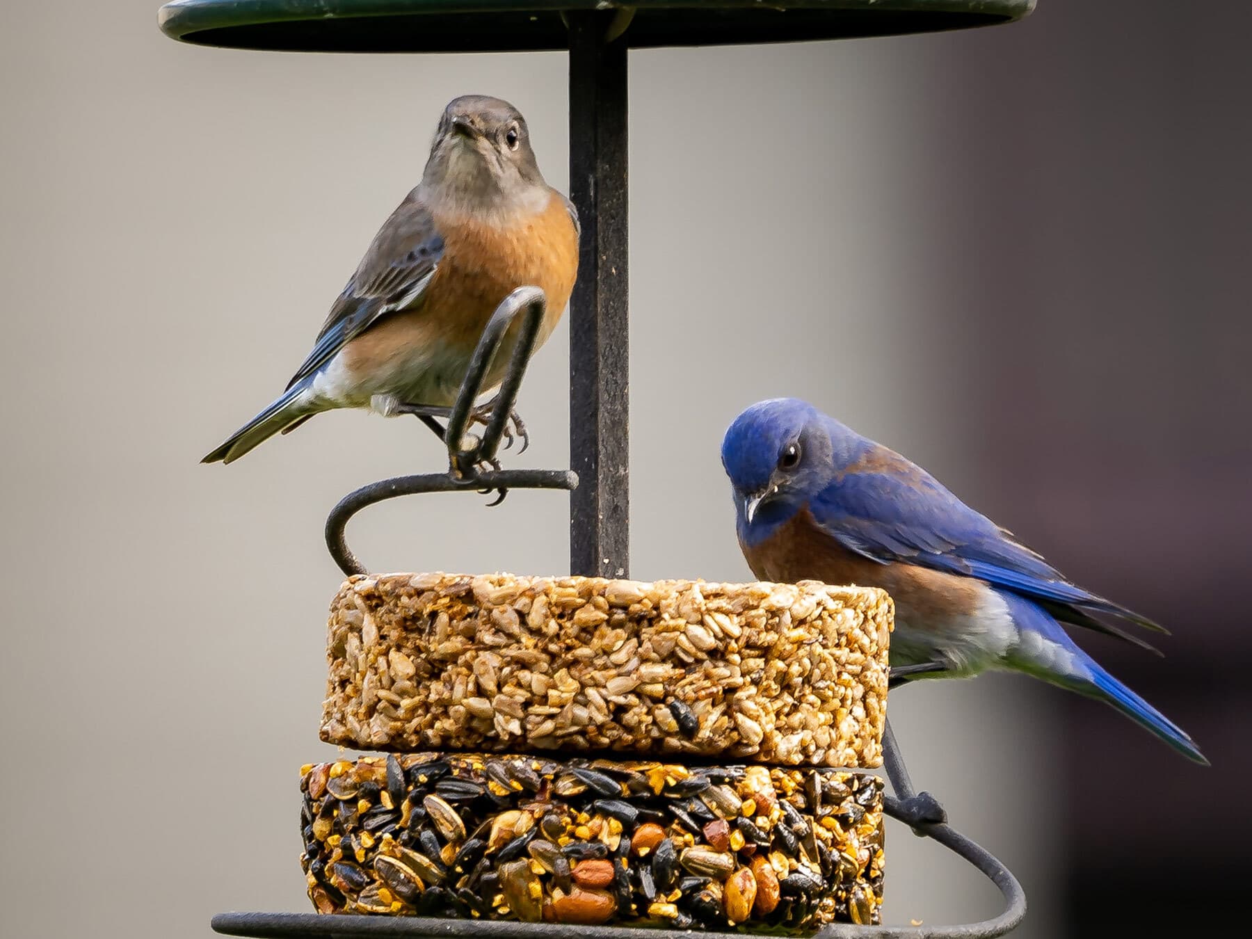 Western bluebirds feeding