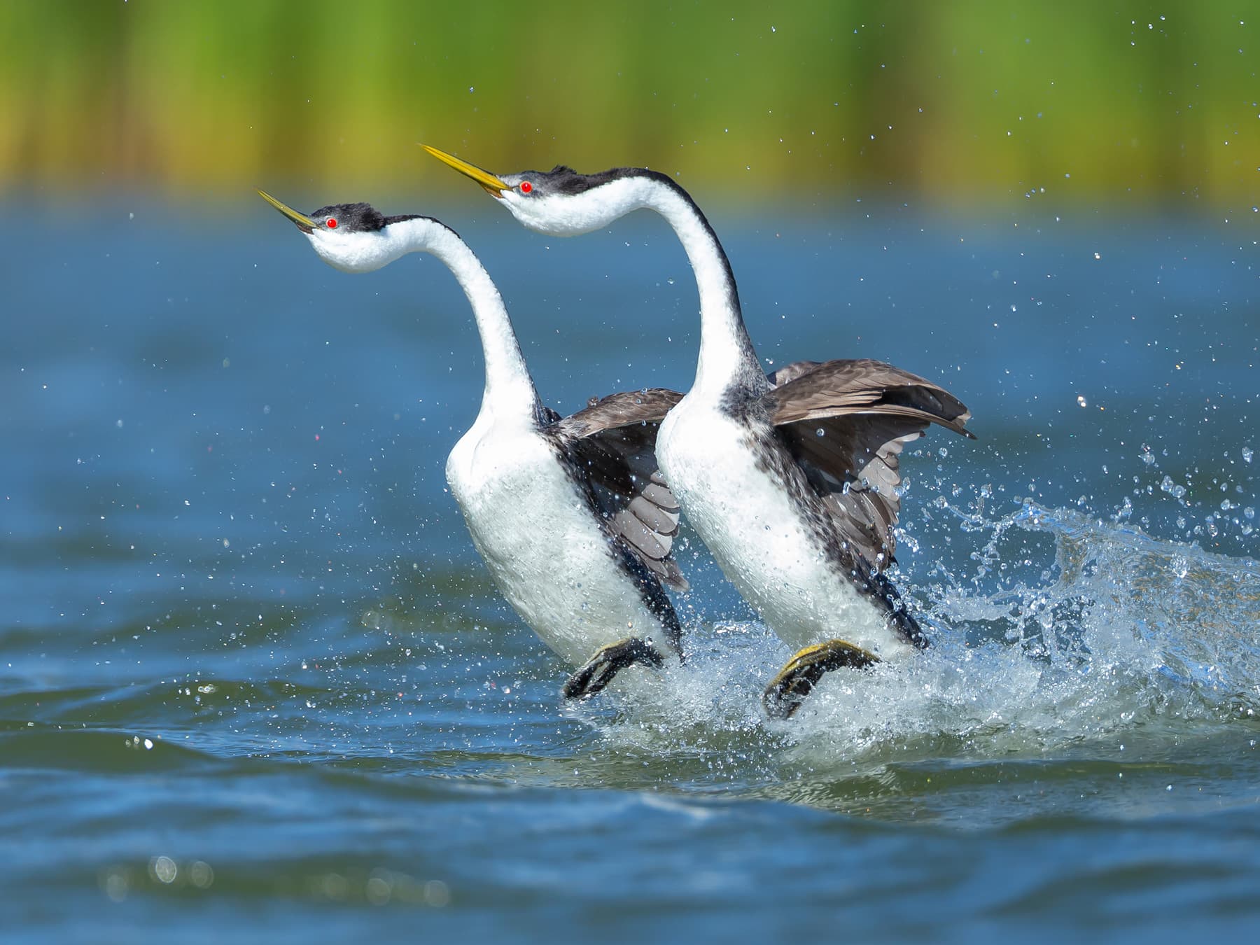 Western grebes in courtship ritual