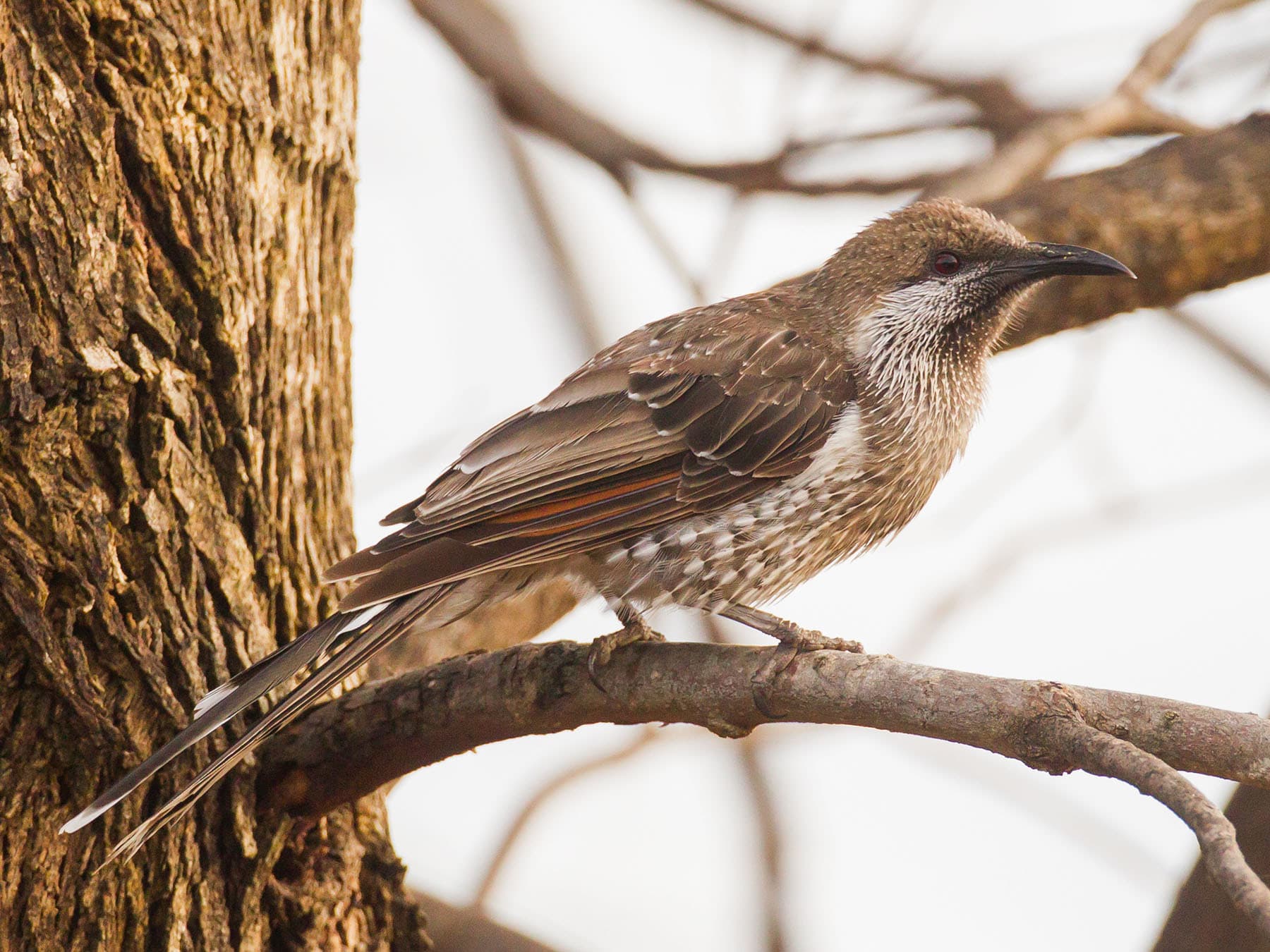 Western Wattlebird