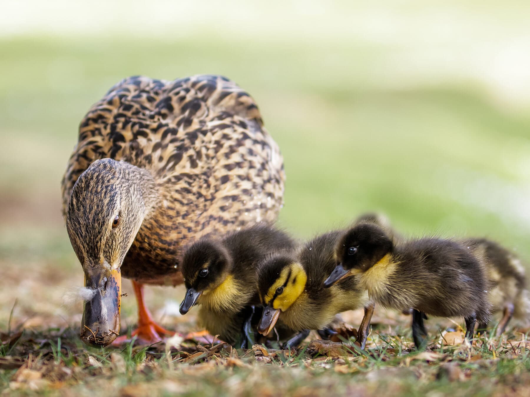 What do baby ducks eat