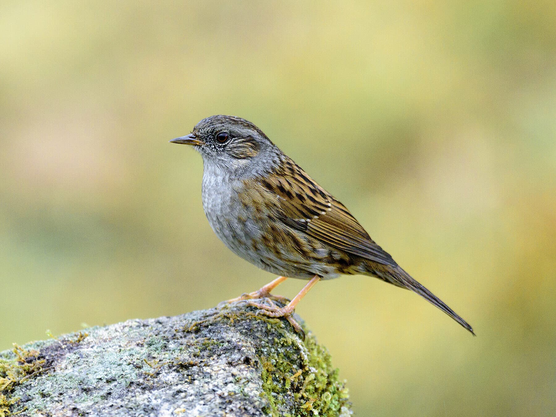 What Do Dunnocks Eat?
