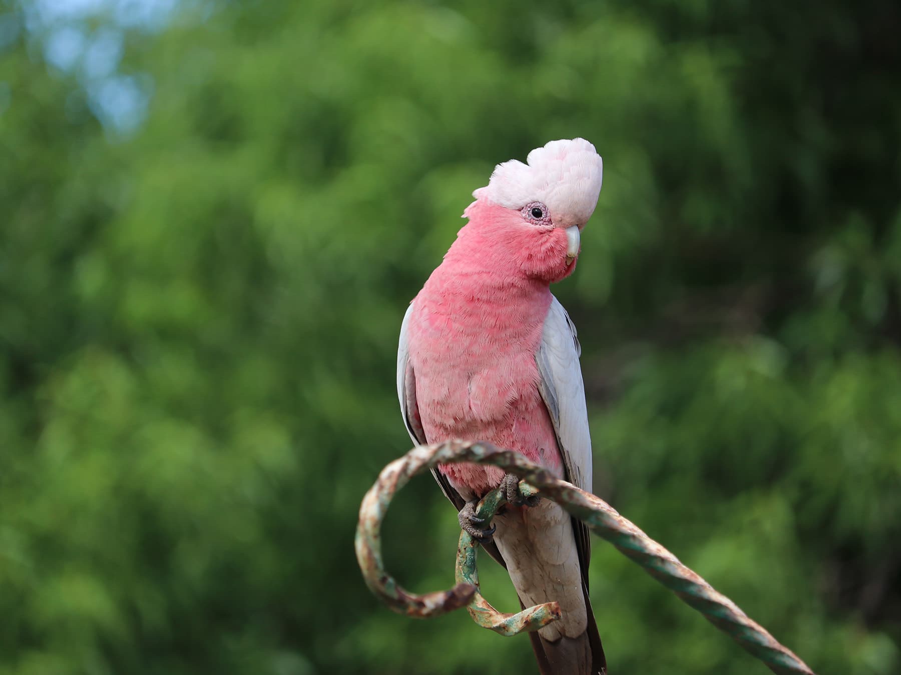 What Do Galahs Eat?