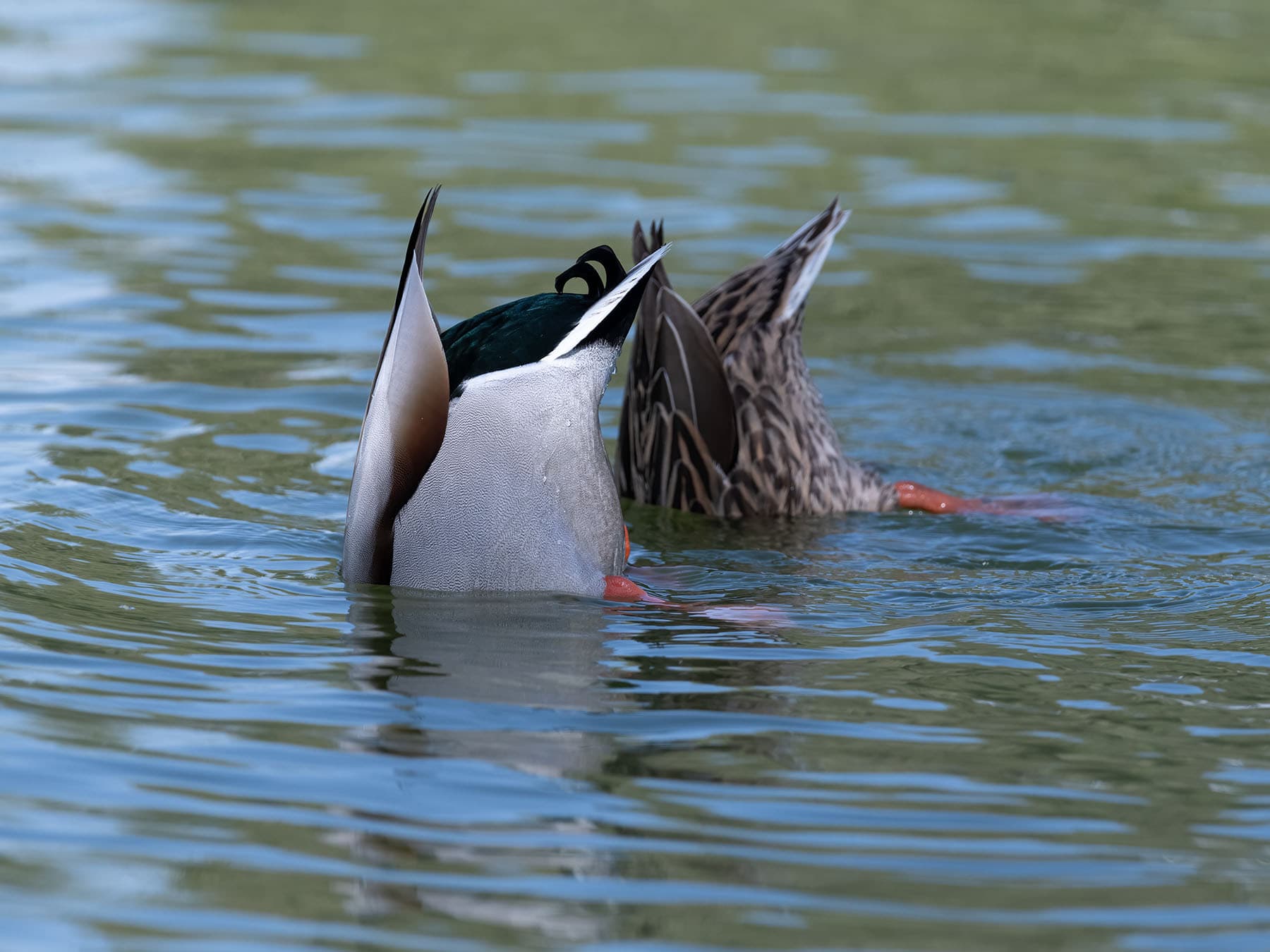 What do mallards eat