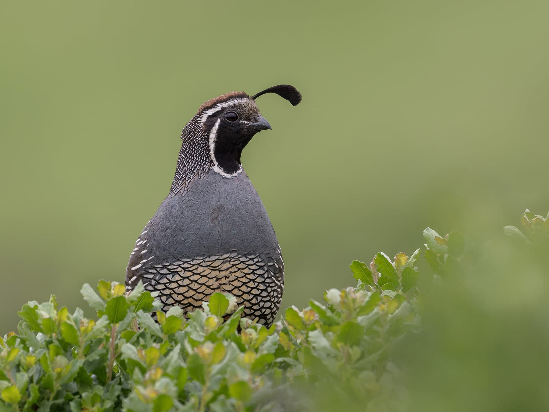 What Do Quail Eat? Complete Wild & Captive Diet Guide