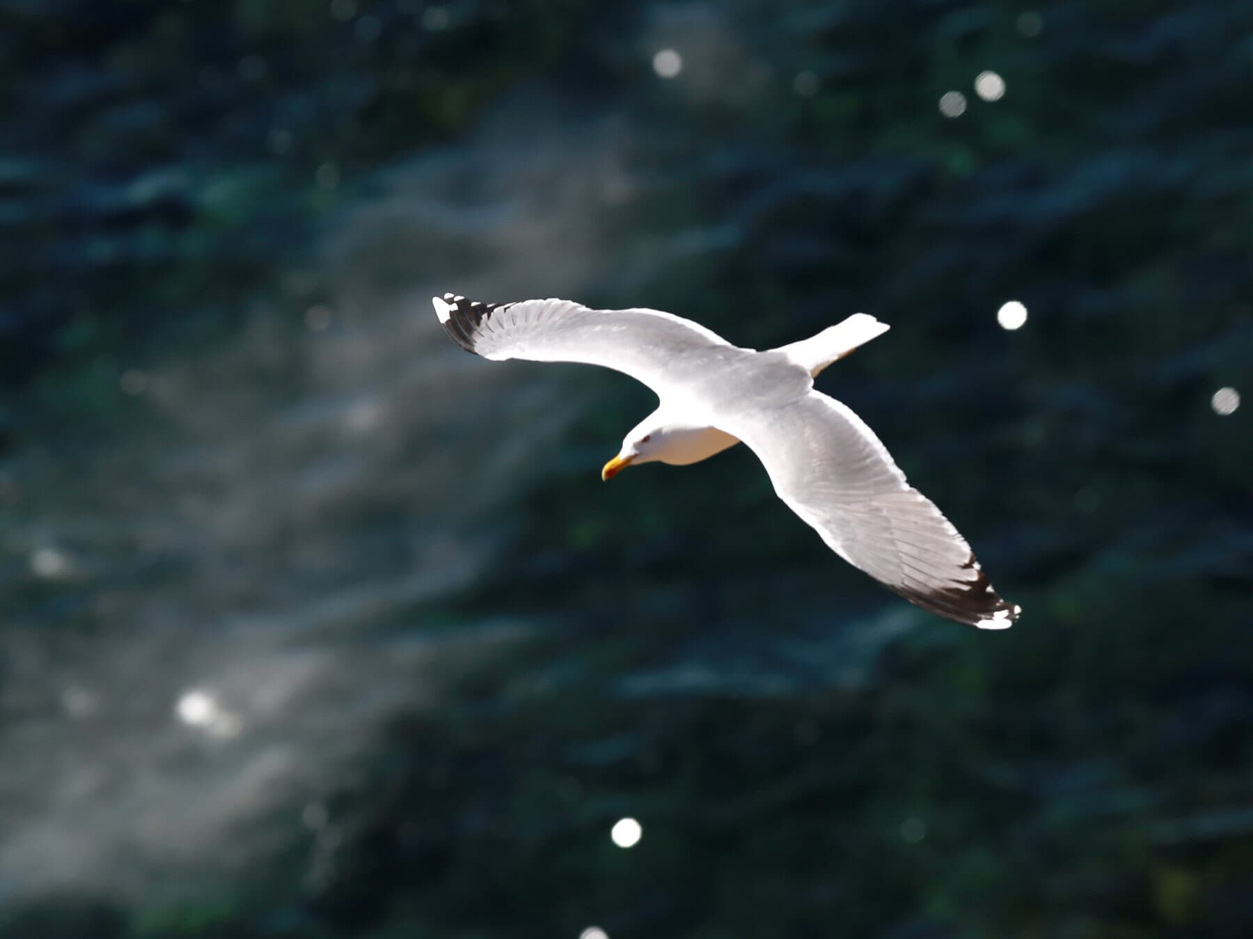 What Do Seagulls Actually Eat? Diet Secrets of These Clever Scavengers